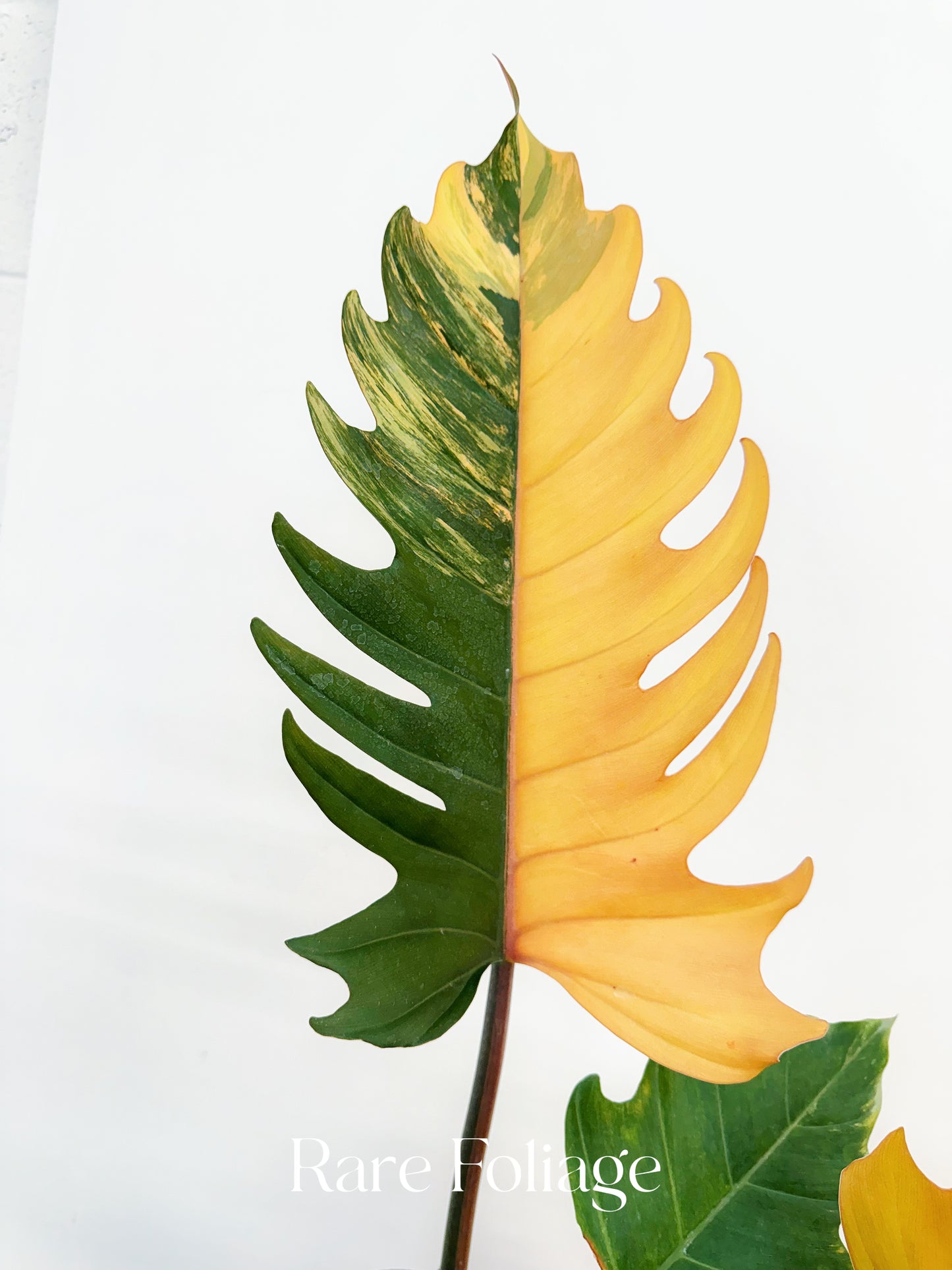 Philodendron Caramel Marble High Variegation 6” Exact Plant
