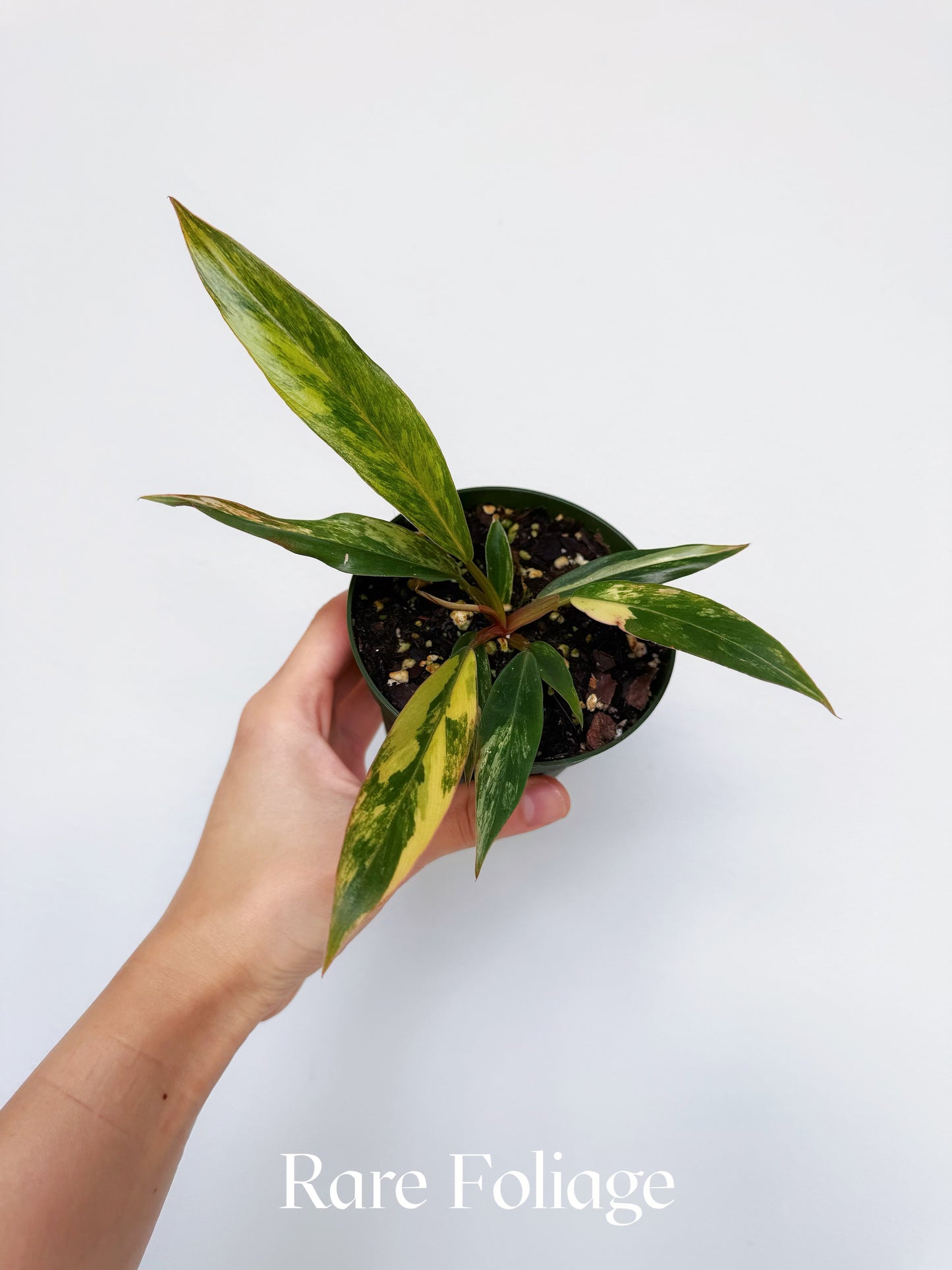 Philodendron Caramel Marble 4"
