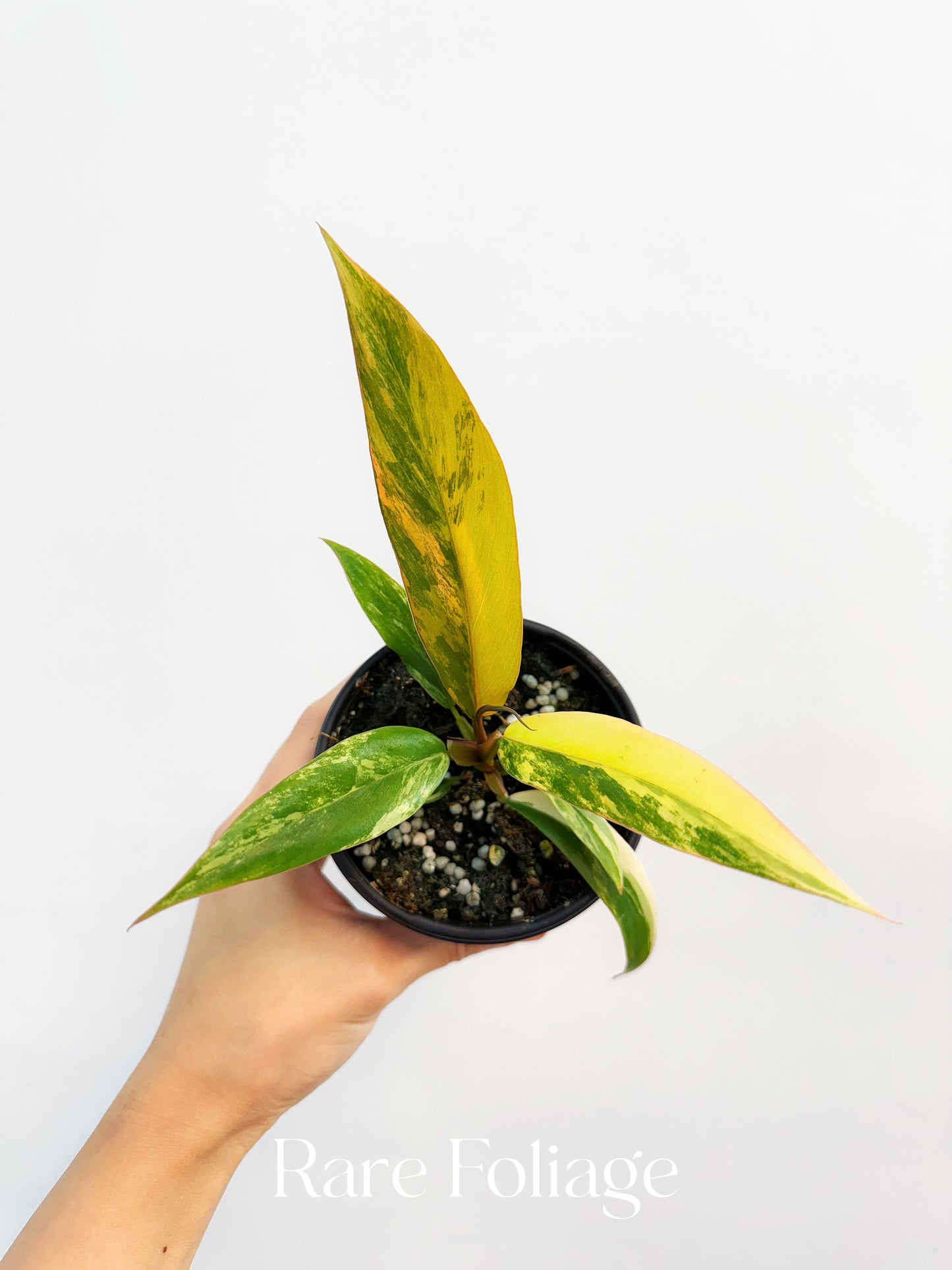 Philodendron Caramel Marble 4”
