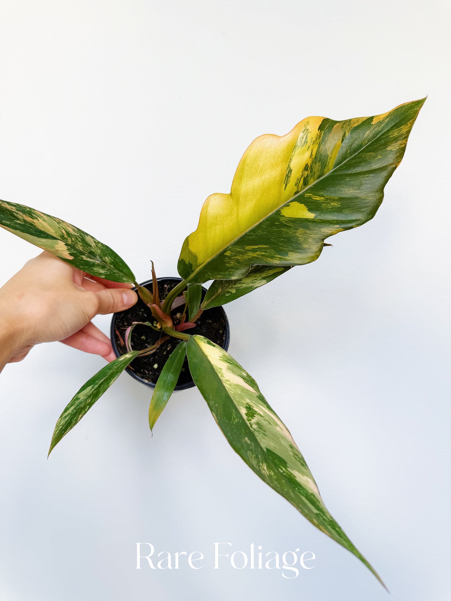 Philodendron Caramel Marble 4” Large