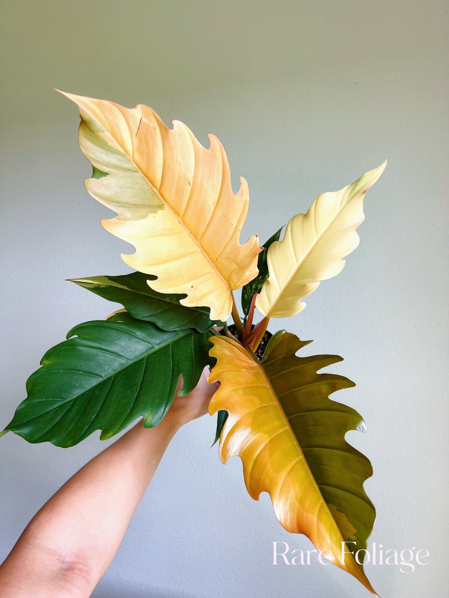 Philodendron Caramel Marble 4"