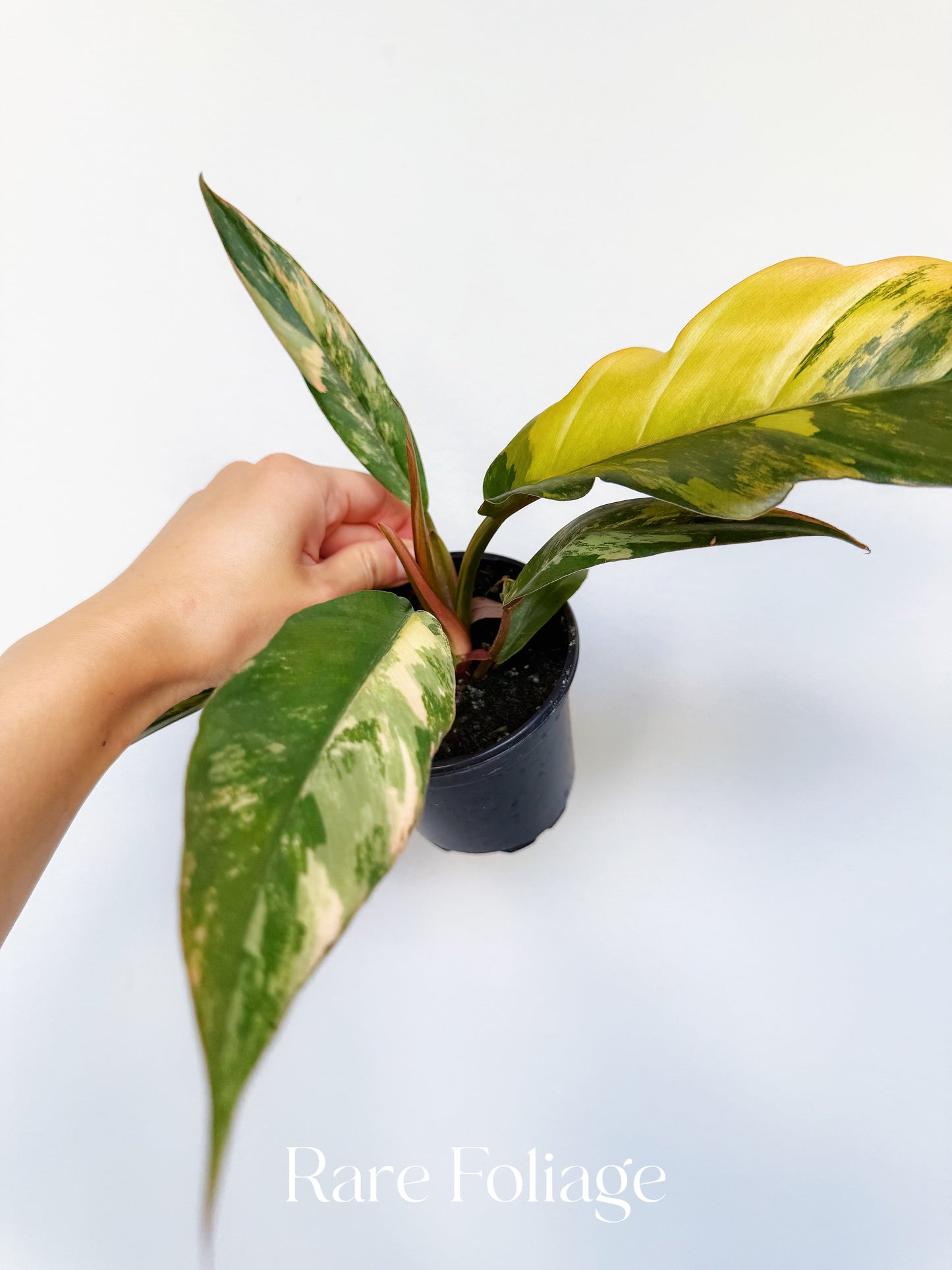 Philodendron Caramel Marble 4” Large