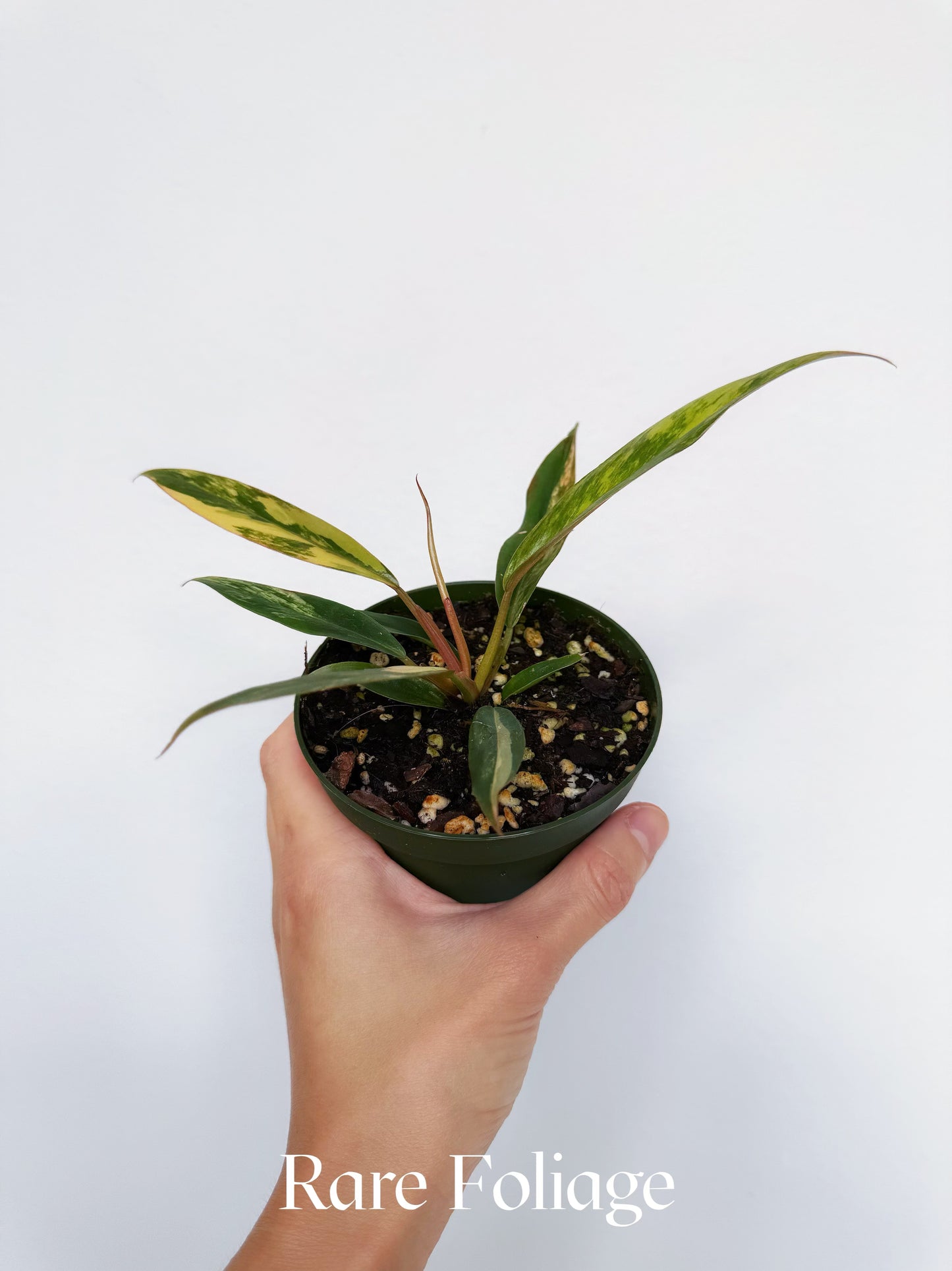 Philodendron Caramel Marble 4"