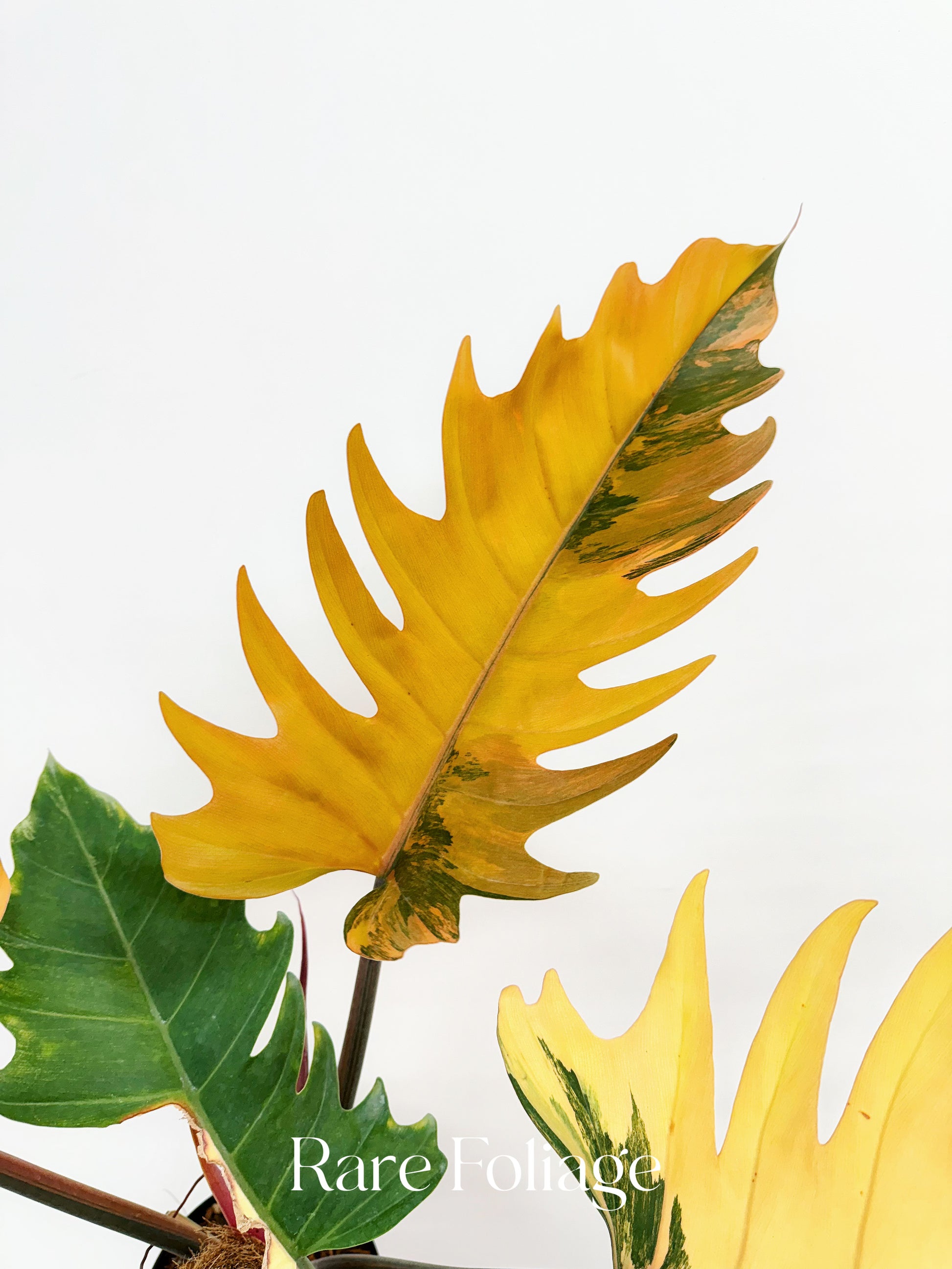 marble leaf philodendron Philodendron Caramel Marble High Variegation 6” Exact Plant