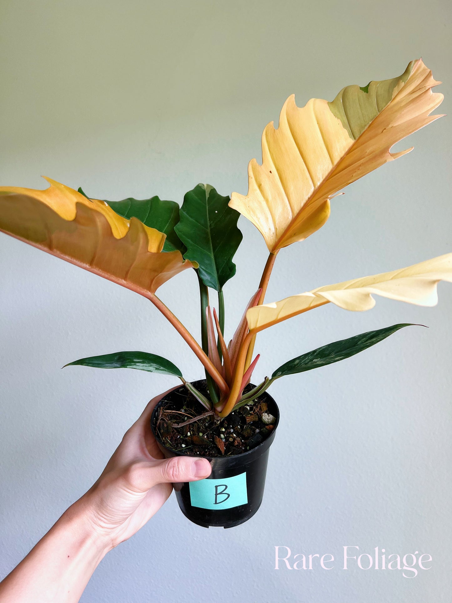 Philodendron Caramel Marble 4"