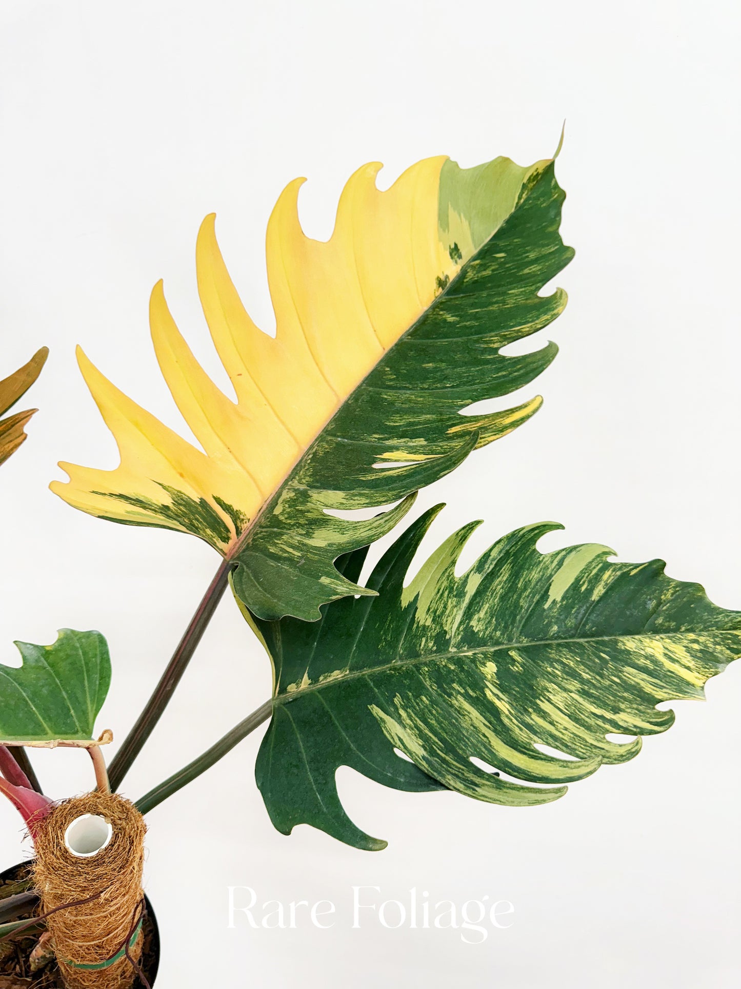 Philodendron Caramel Marble High Variegation 6” Exact Plant