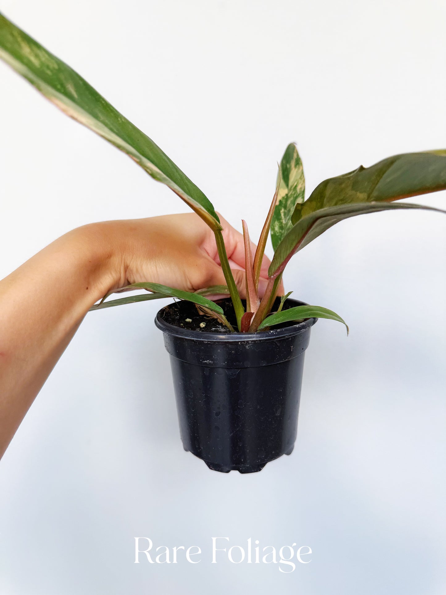 Philodendron Caramel Marble 4” Large