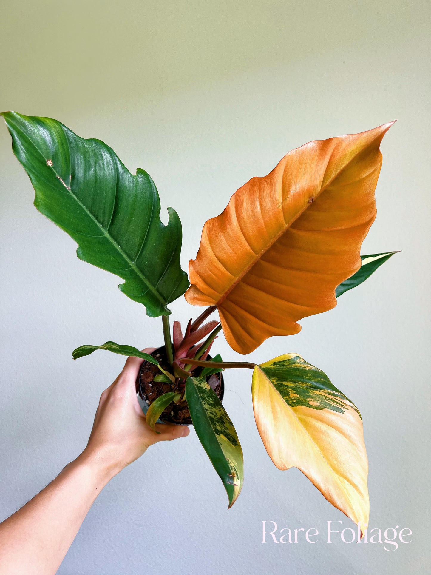 Philodendron Caramel Marble 4"