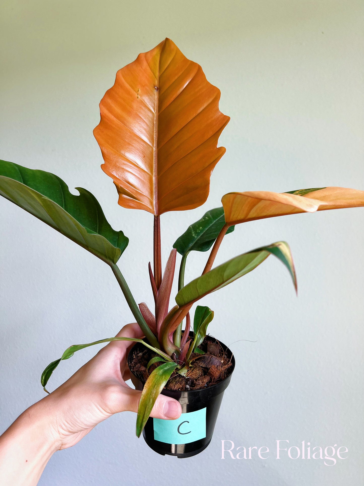 Philodendron Caramel Marble 4"