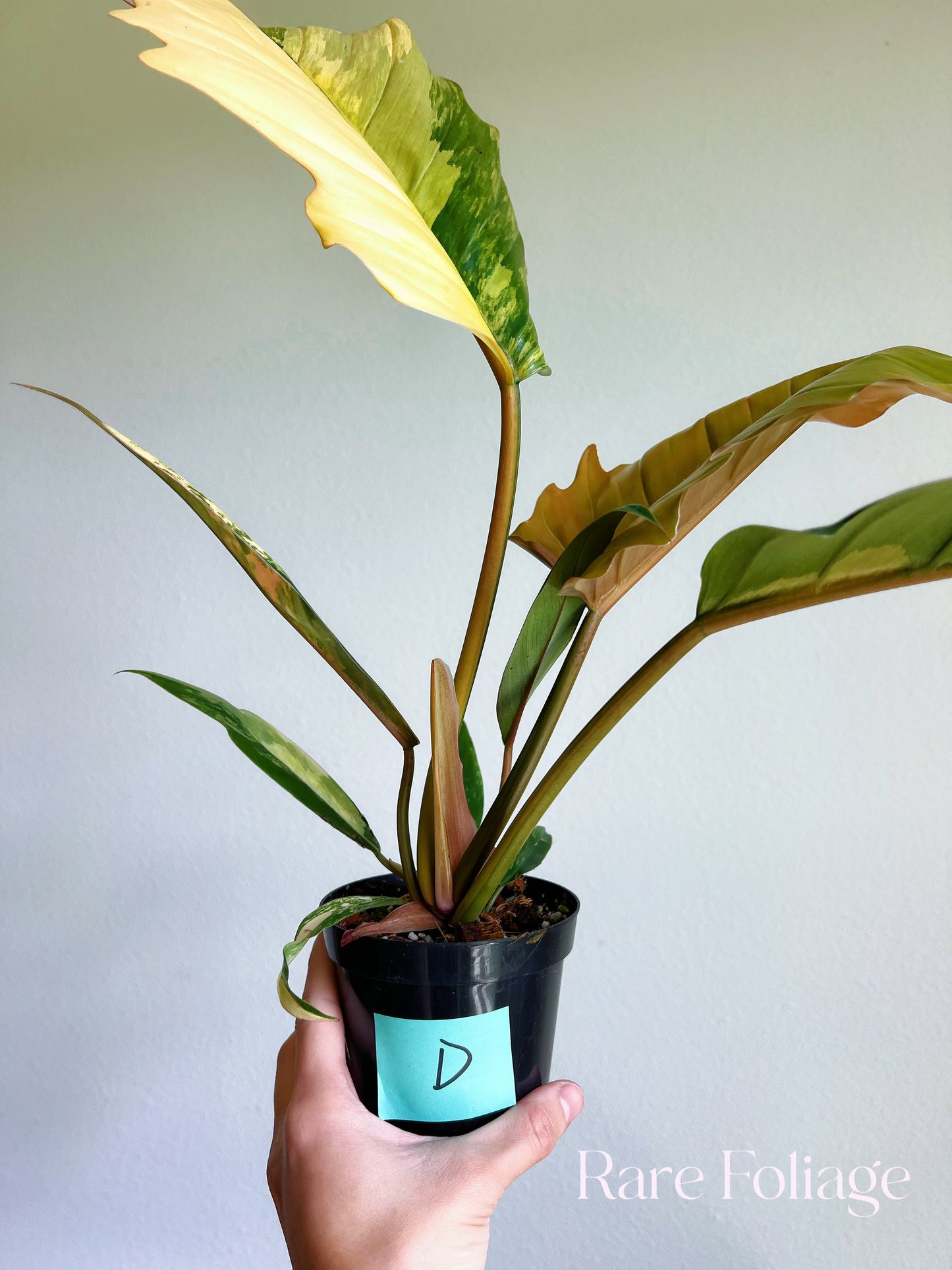 Philodendron Caramel Marble 4"