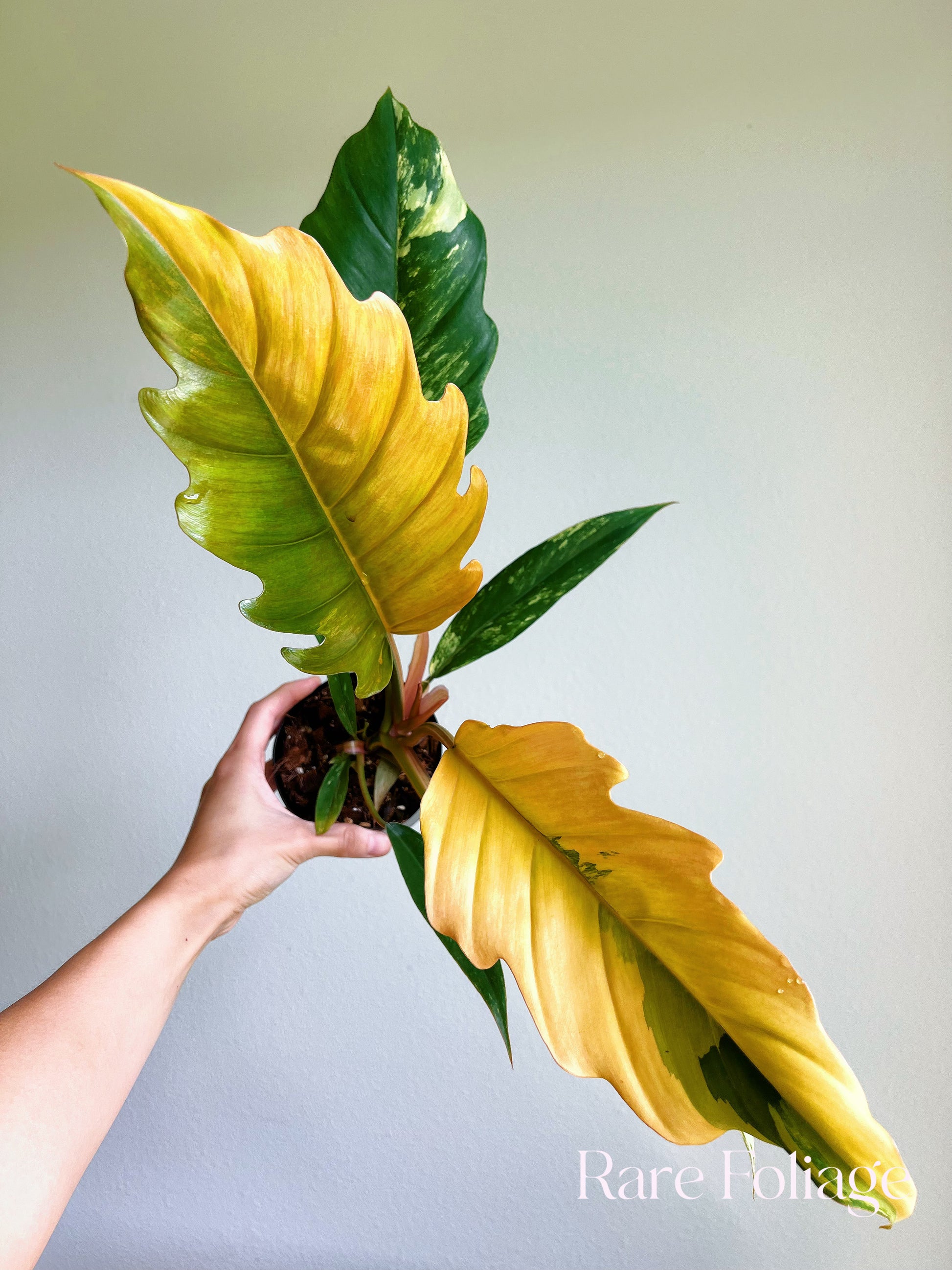 philodendron caramel marble care Philodendron Caramel Marble 4"