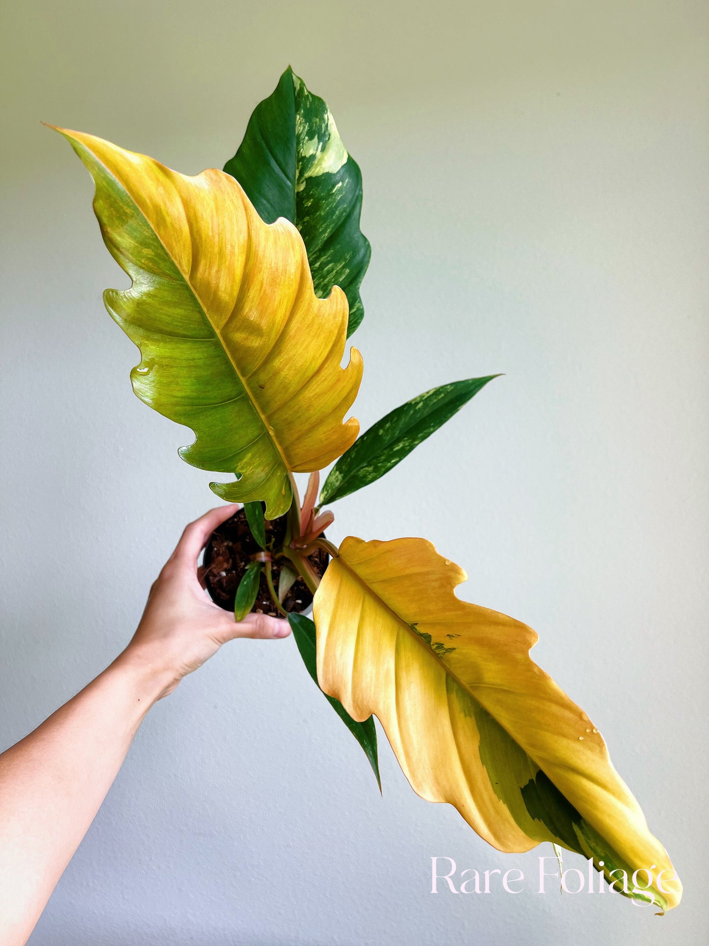 Philodendron Caramel Marble 4"