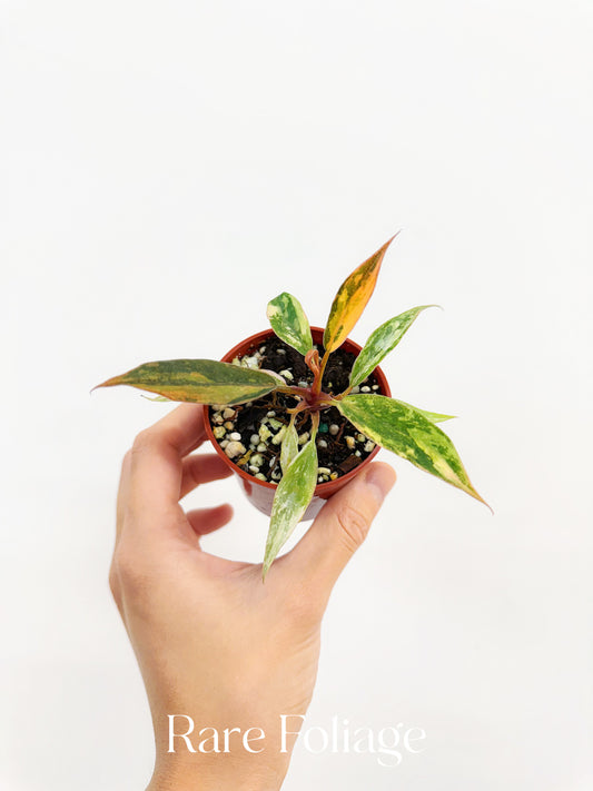 Philodendron Caramel Marble Fire Tiger 3”