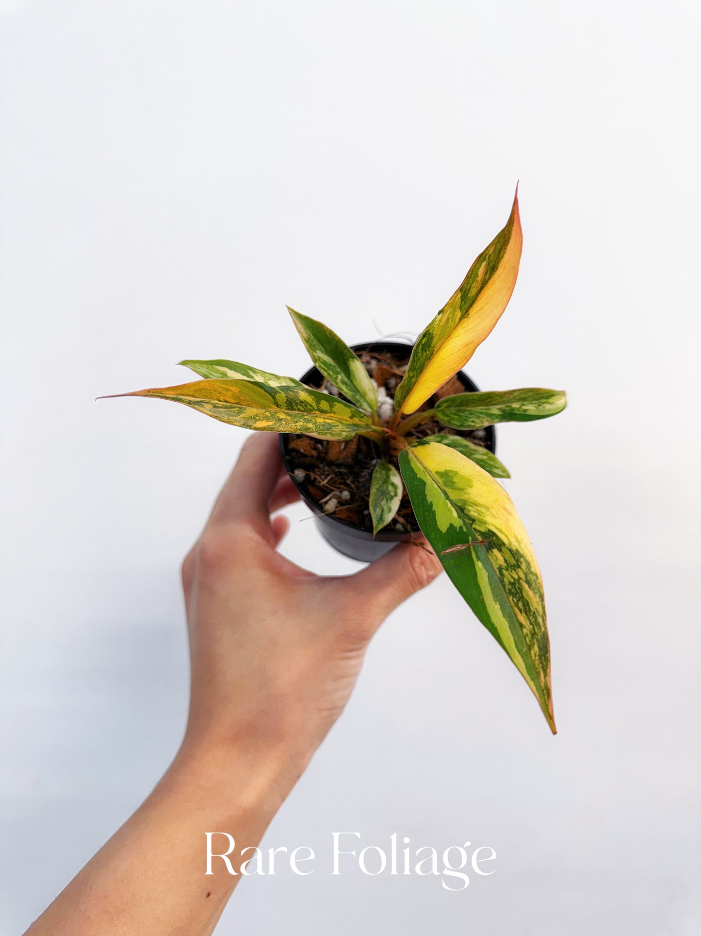 Philodendron Caramel Marble Fire Tiger 3”