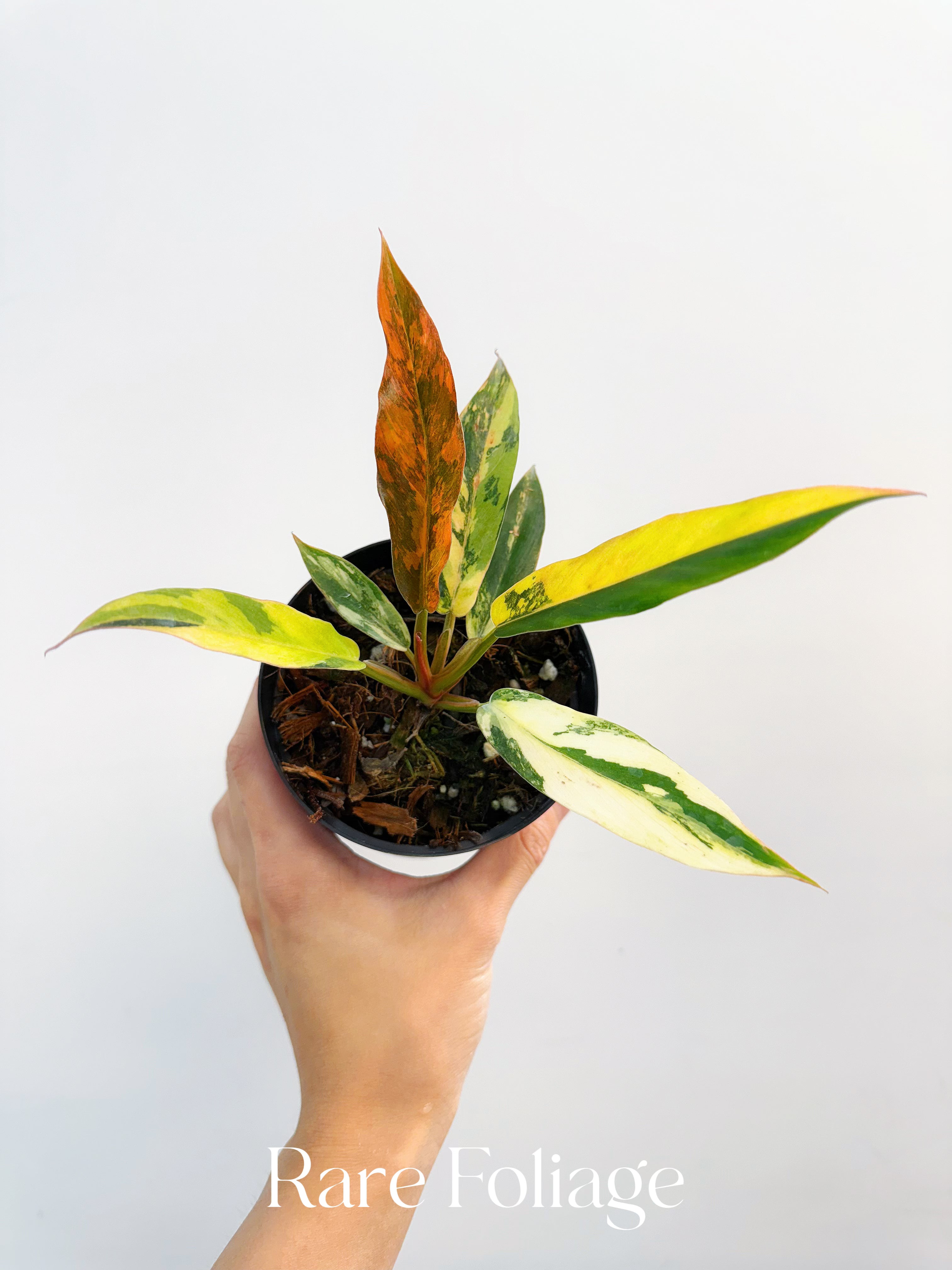 Philodendron Caramel Marble Fire Tiger