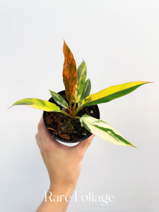 Philodendron Caramel Marble Fire Tiger 4"