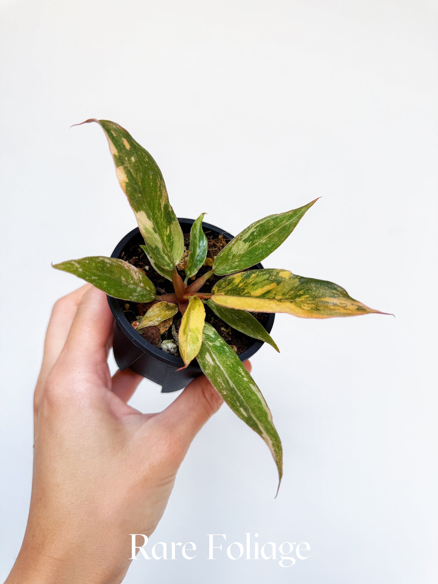 Philodendron Caramel Marble Fire Tiger 3"