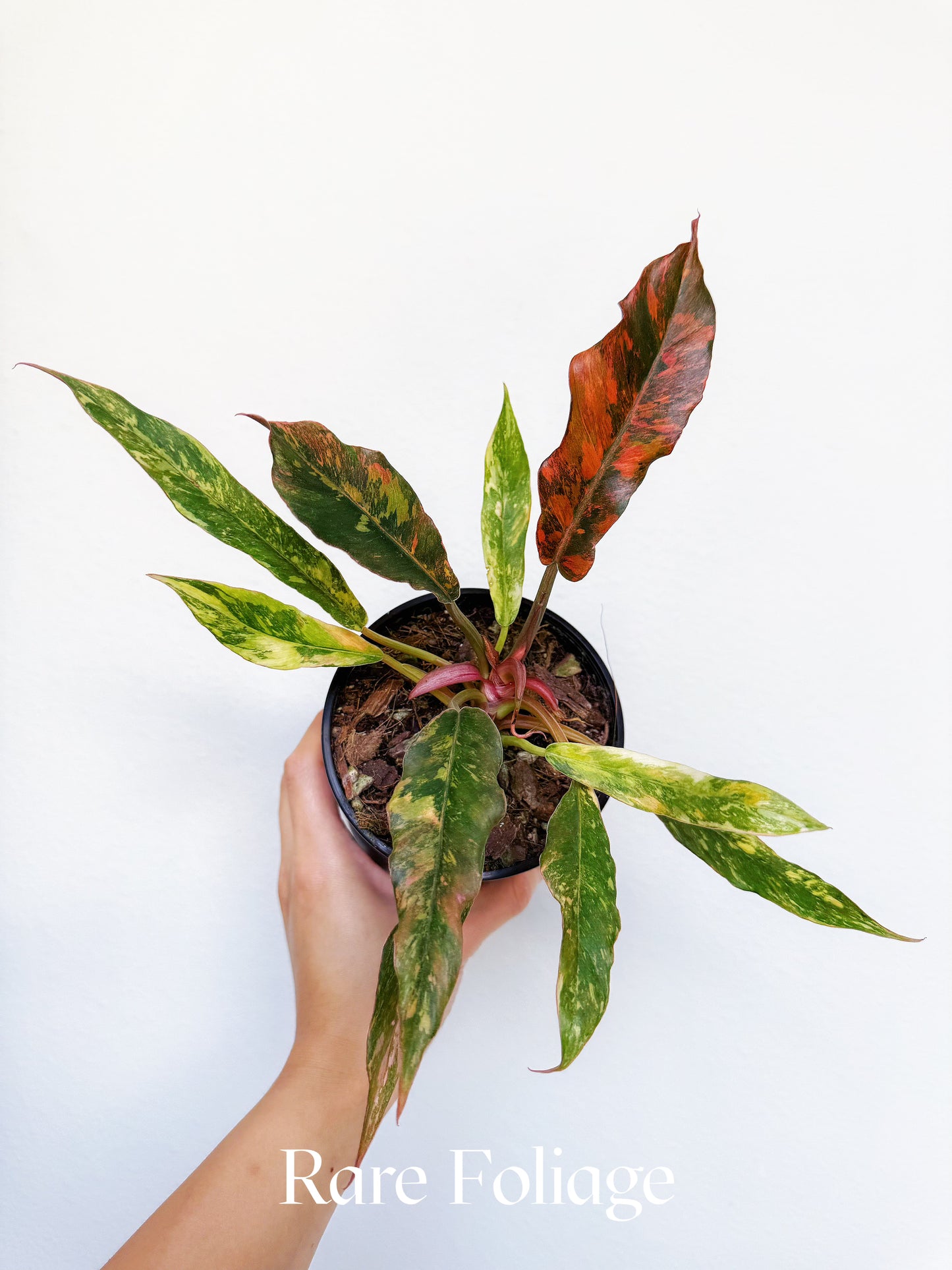 Philodendron Caramel Marble Fire Tiger 5" Exact Plant