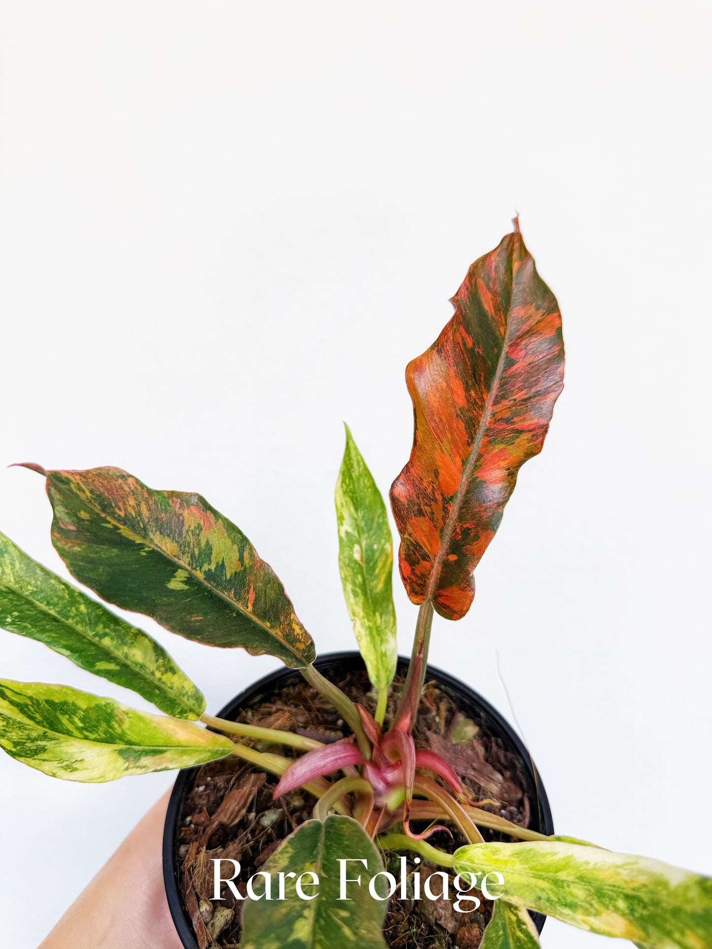 Philodendron Caramel Marble Fire Tiger 5" Exact Plant