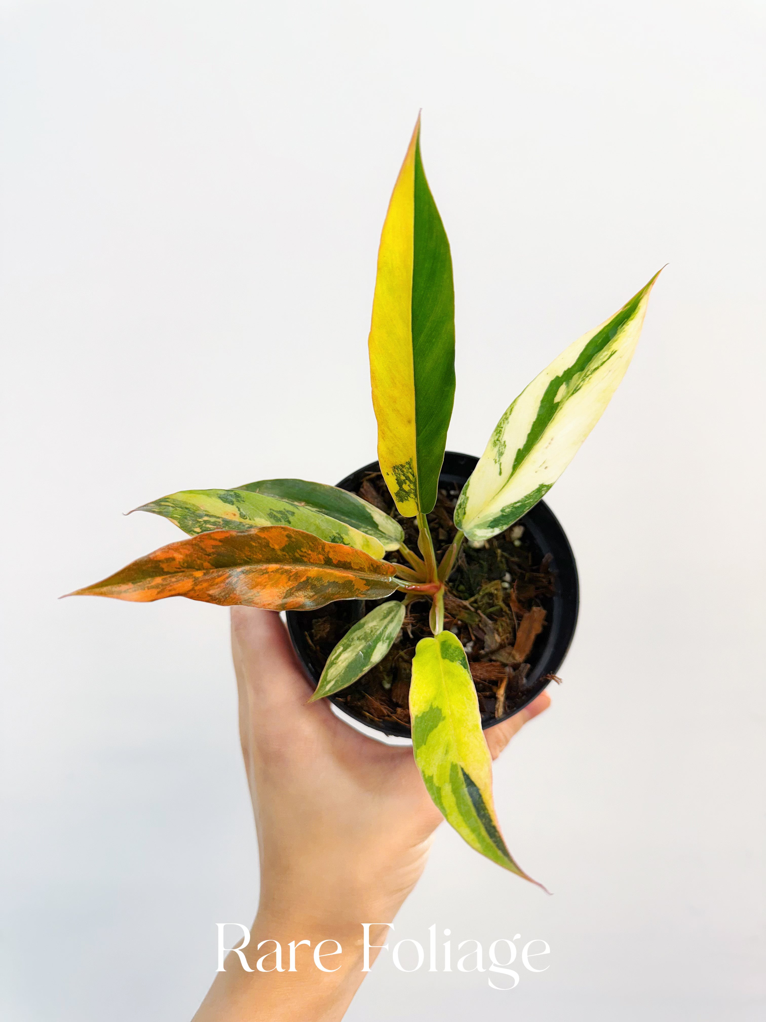 Philodendron Caramel Marble Fire Tiger - Thumbnail 3