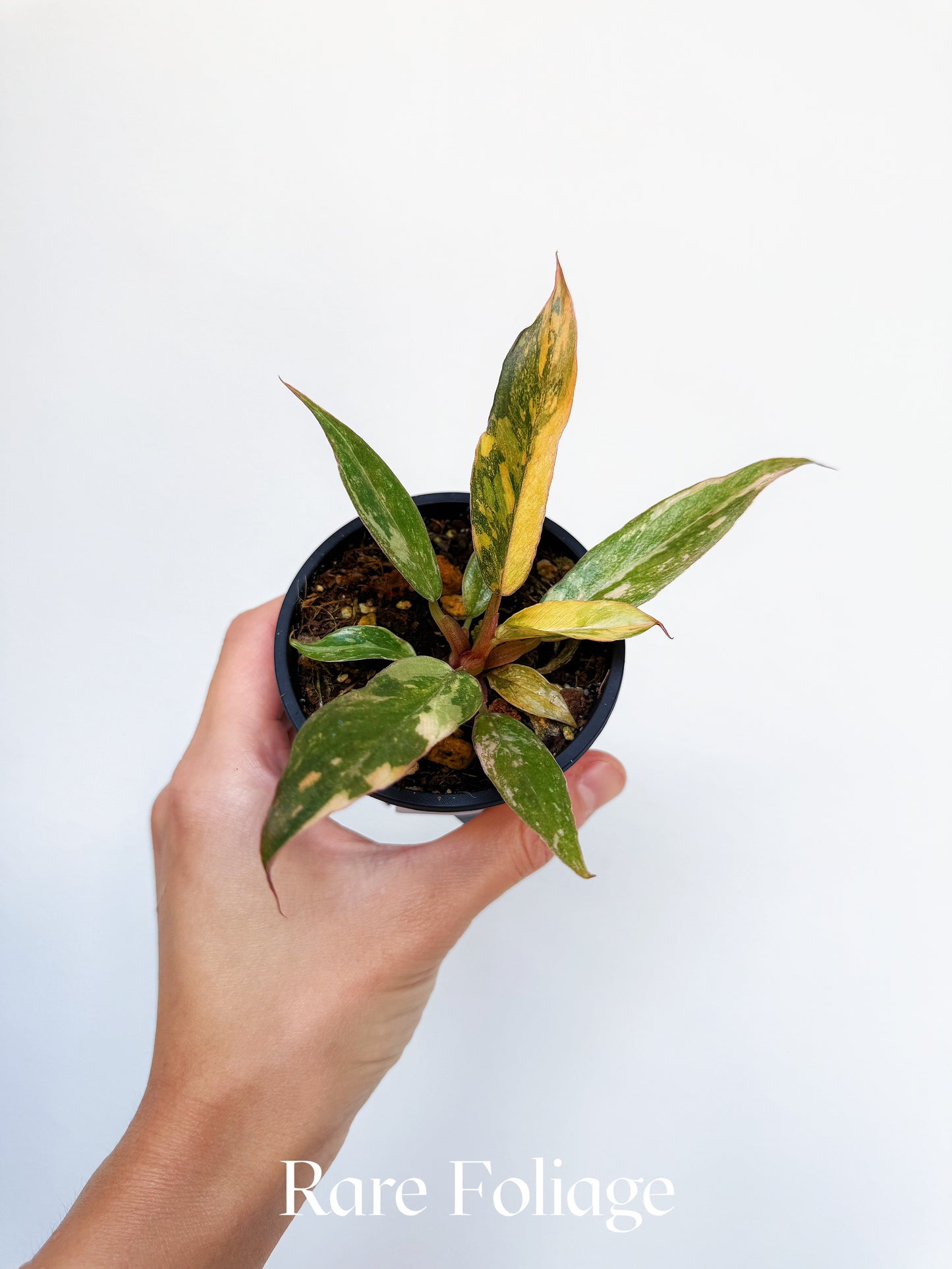 Philodendron Caramel Marble Fire Tiger 3"