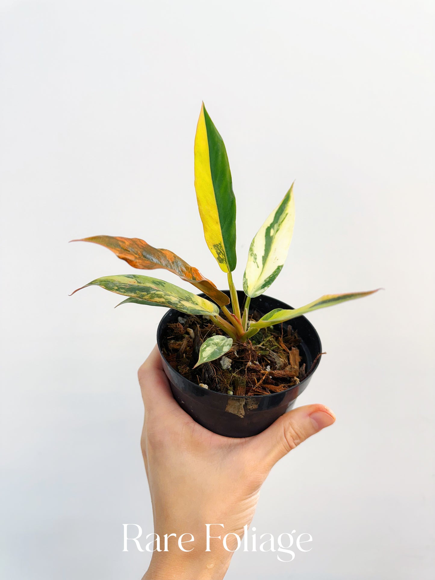 Philodendron Caramel Marble Fire Tiger 4"