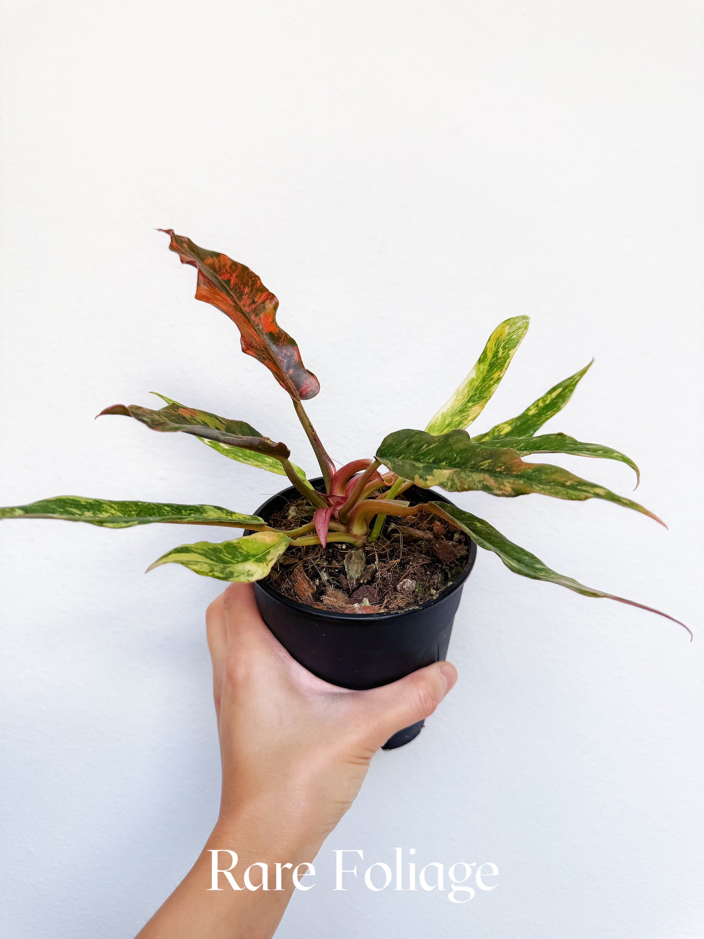Philodendron Caramel Marble Fire Tiger 5" Exact Plant