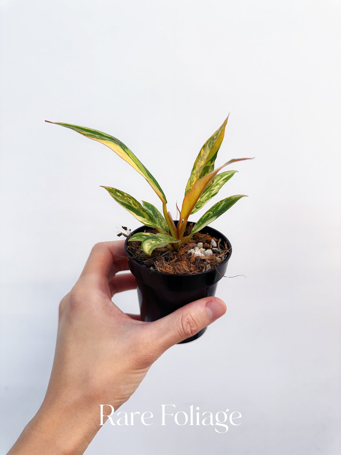 Philodendron Caramel Marble Fire Tiger 3”