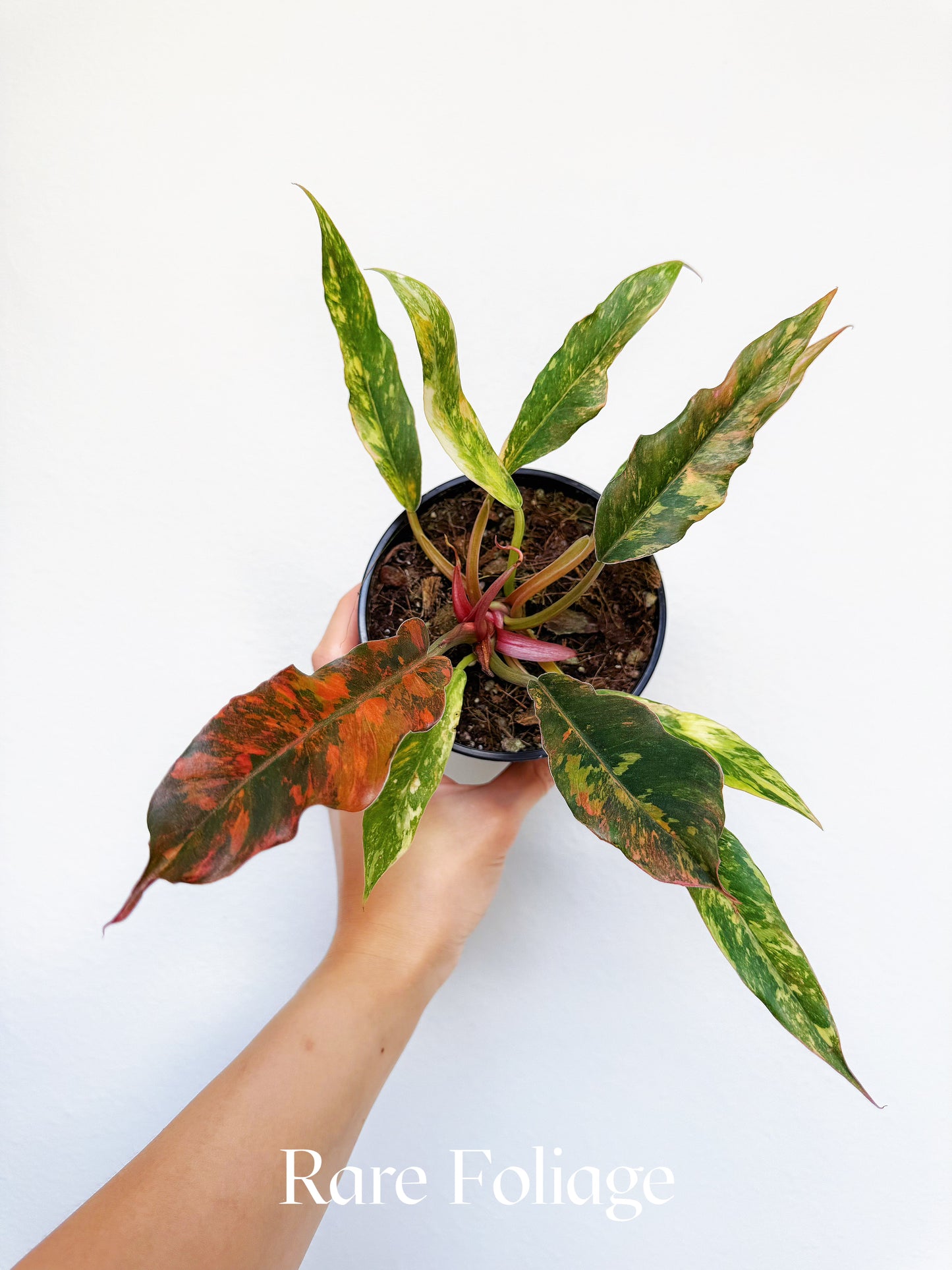 Philodendron Caramel Marble Fire Tiger 5" Exact Plant