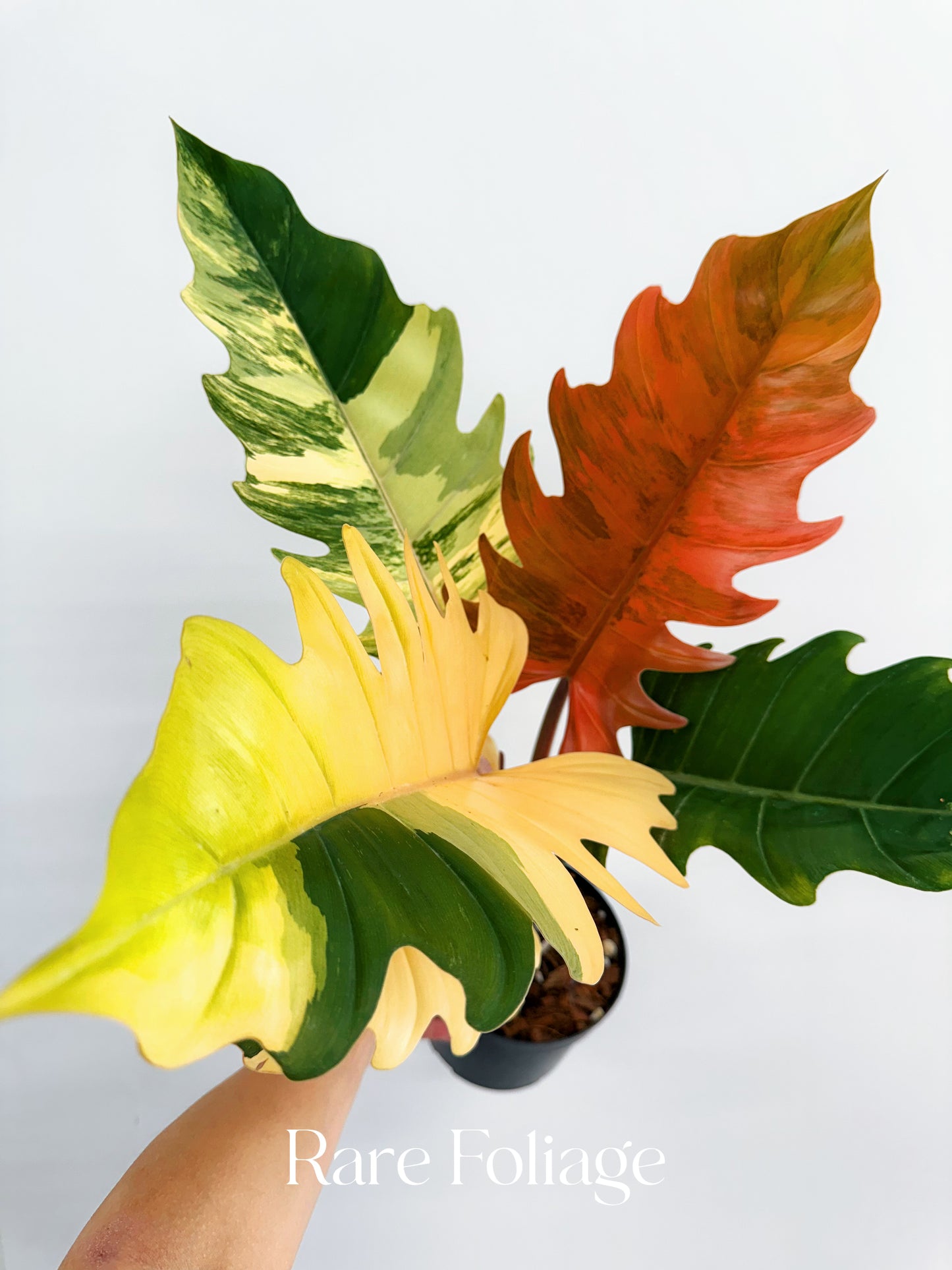 philodendron caramel marble Philodendron Caramel Marble 6” XL Exact Plant – Rare Foliage Plant Co