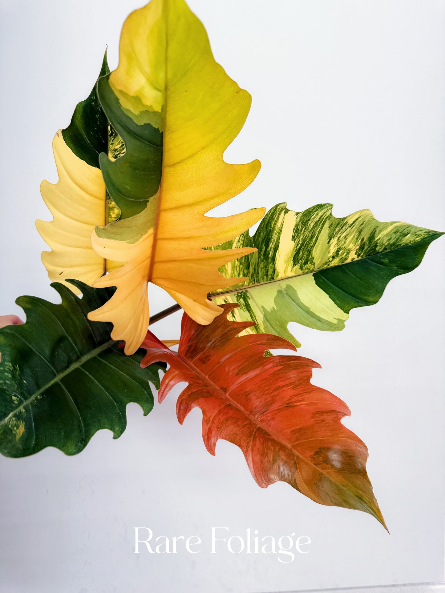 philodendron caramel marbel Philodendron Caramel Marble 6” XL Exact Plant – Rare Foliage Plant Co