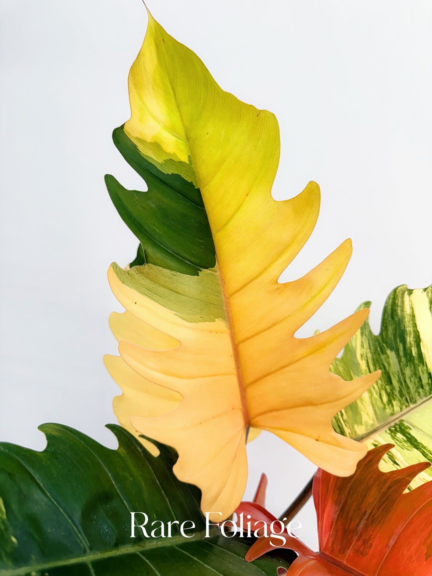philodendron marble caramel Philodendron Caramel Marble 6” XL Exact Plant – Rare Foliage Plant Co