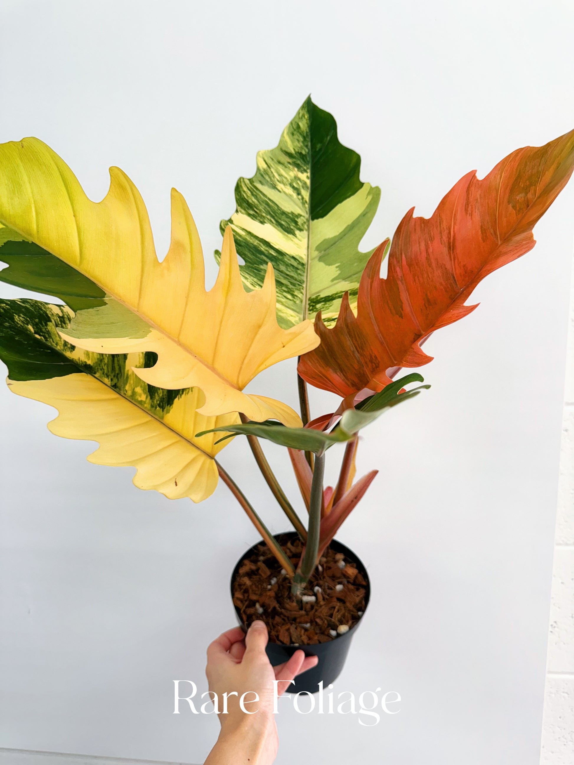 philodendron marble Philodendron Caramel Marble 6” XL Exact Plant