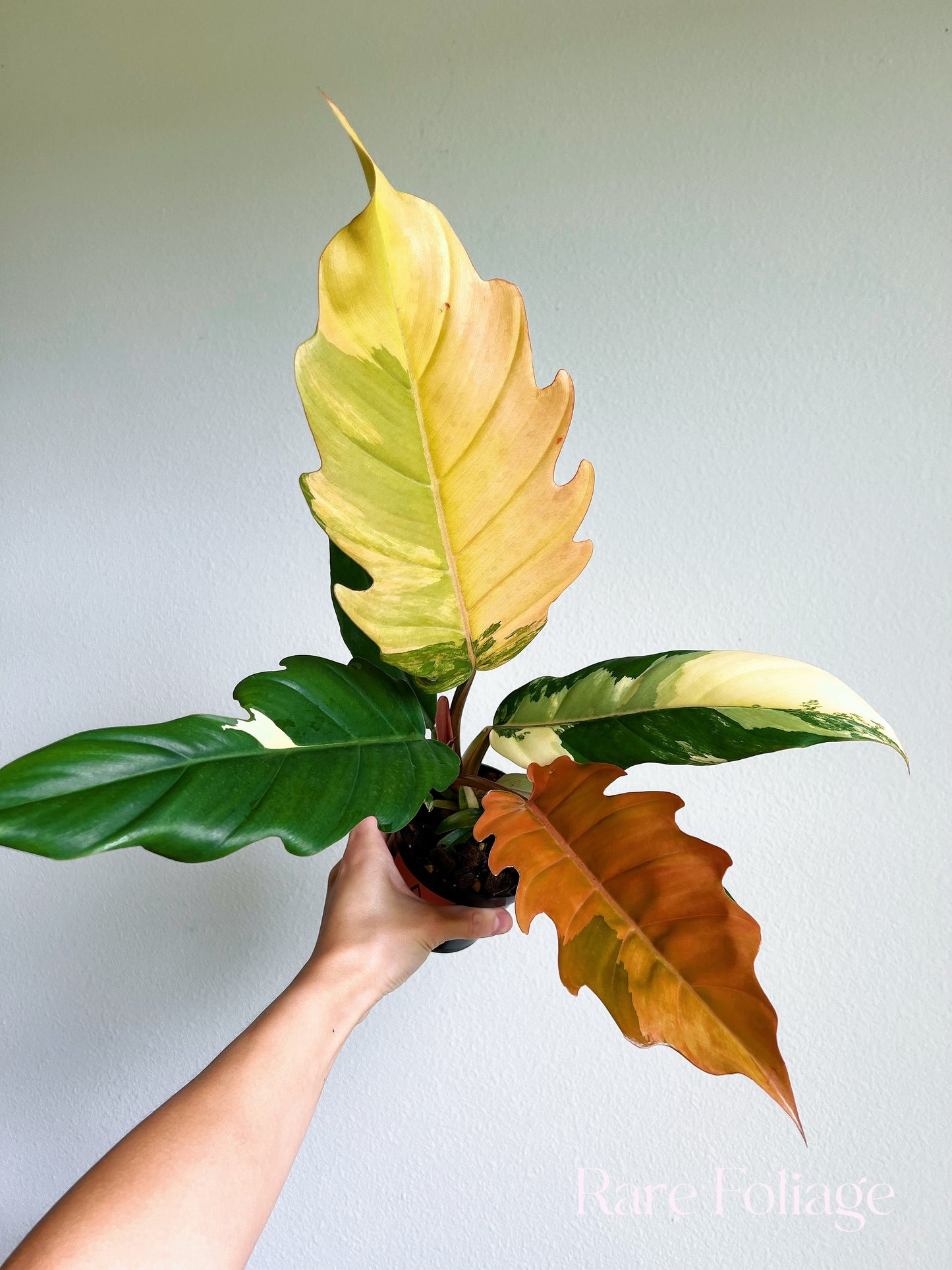 Philodendron Caramel Marble 4”