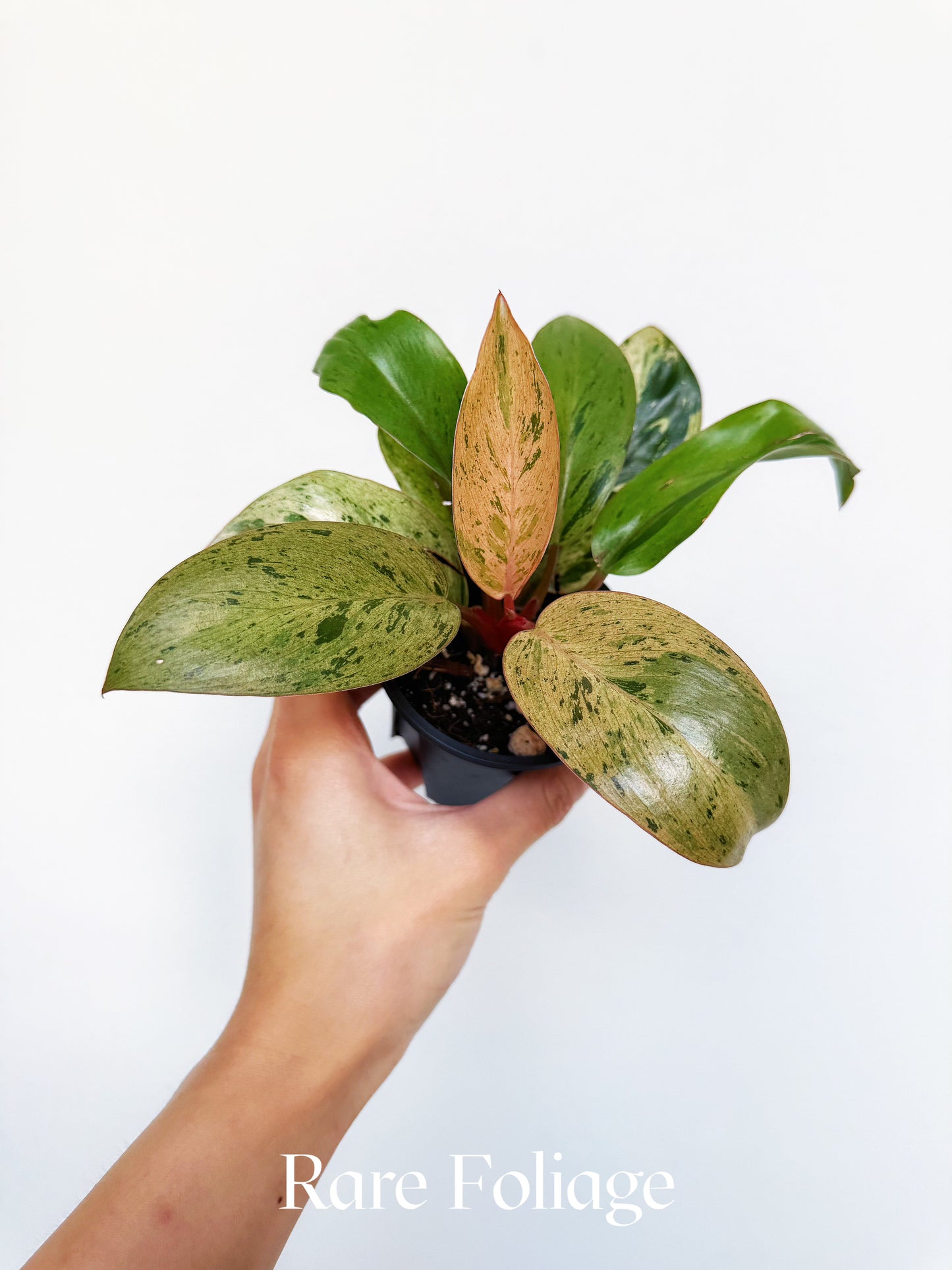 Philodendron Congo Marble Dwarf 3"