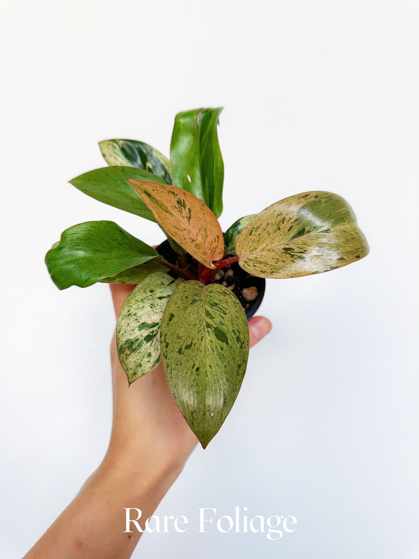 Philodendron Congo Marble Dwarf 3"