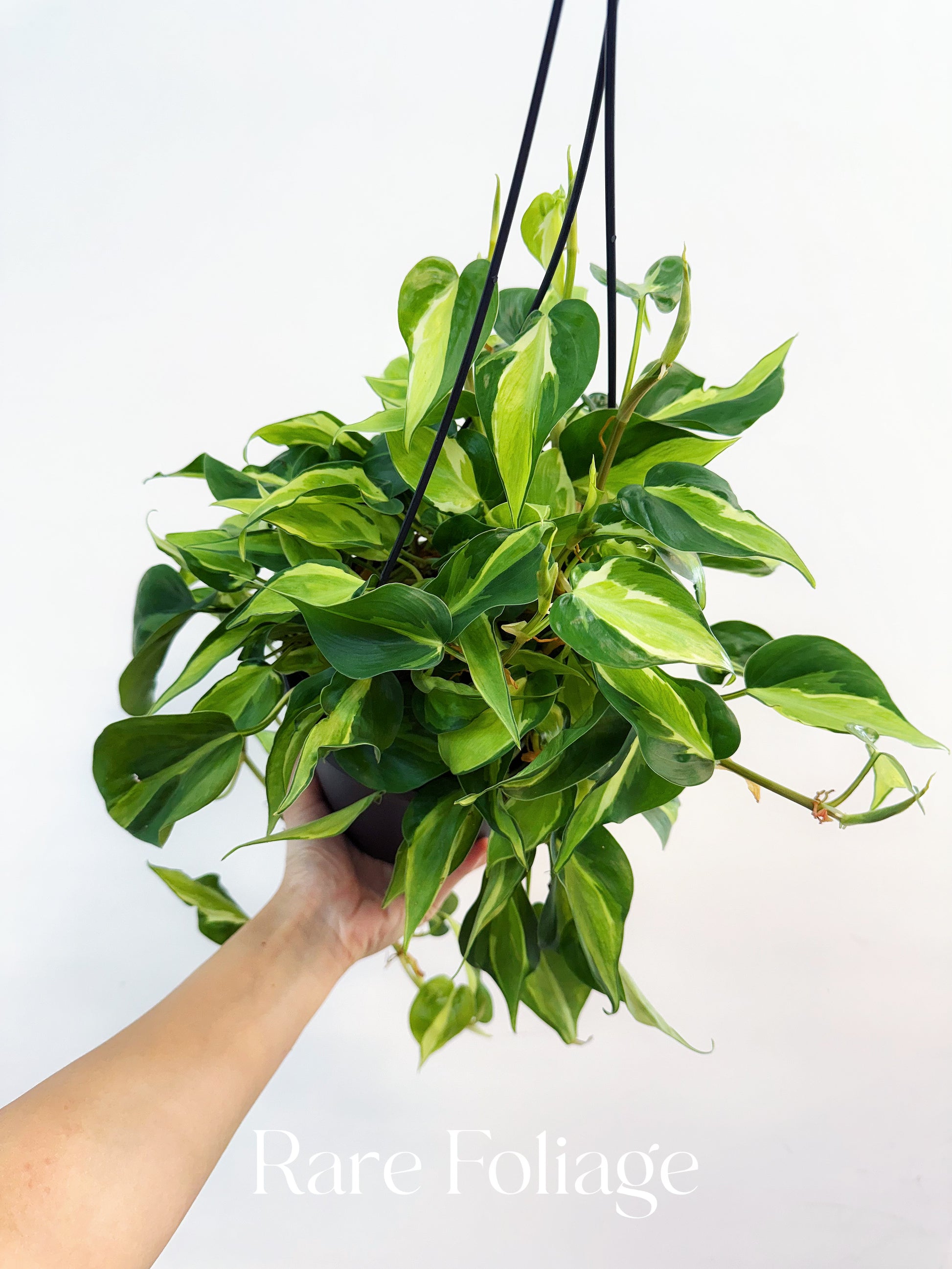 philodendron cream splash Philodendron Cream Splash 6" Hanging Basket – Rare Foliage Plant Co