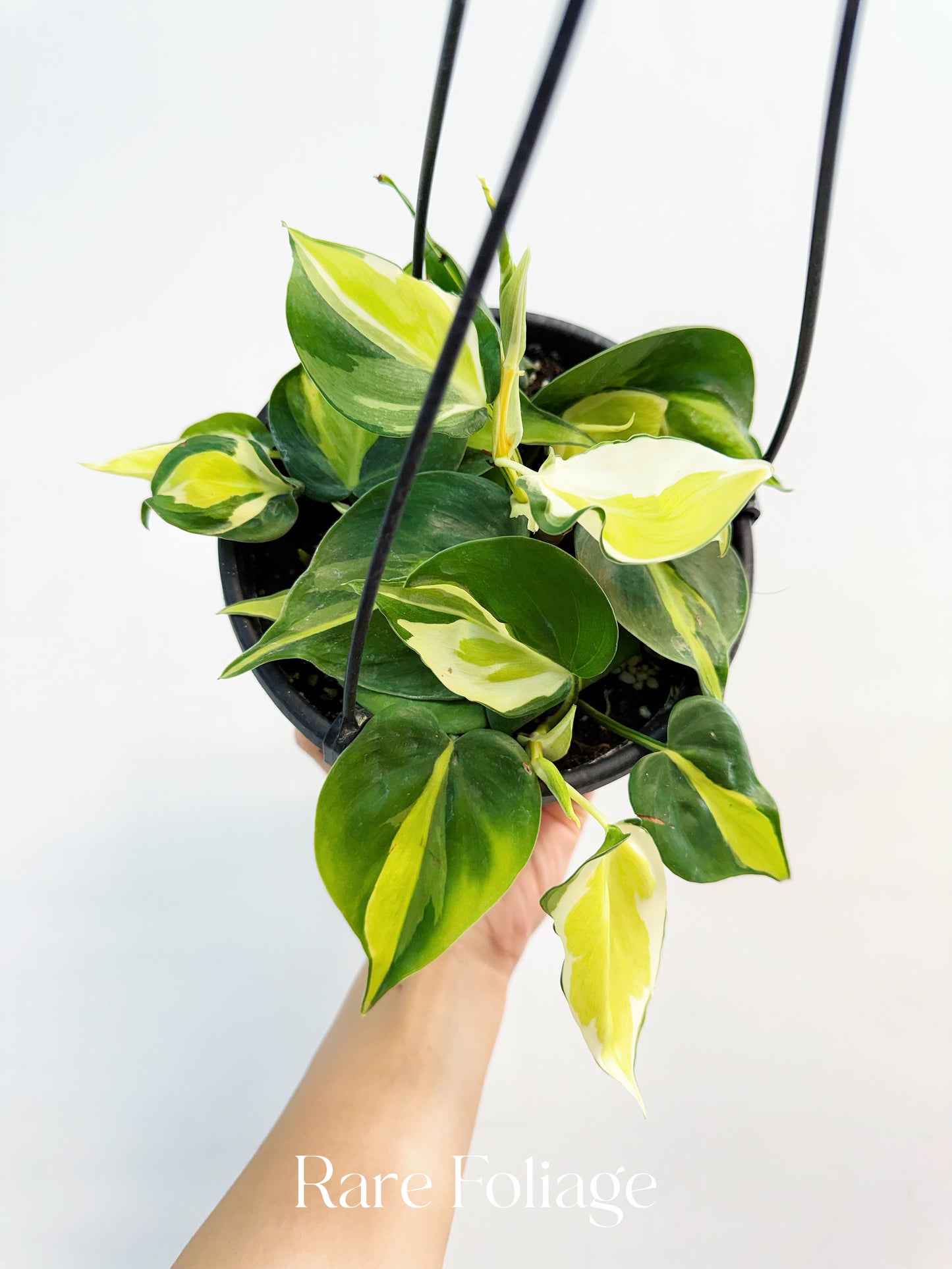 Philodendron Hederaceum ‘Cream Splash’ 6" Hanging Basket