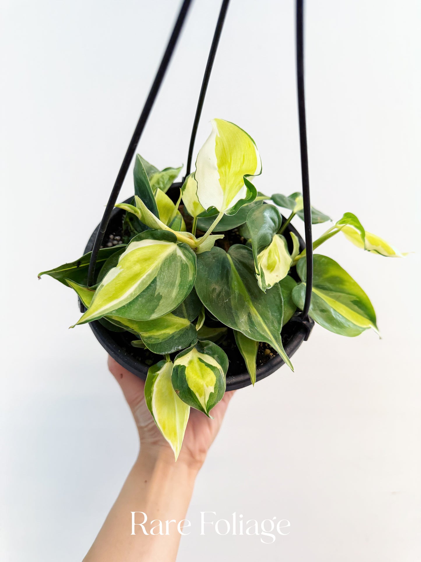 Philodendron Hederaceum ‘Cream Splash’ 6" Hanging Basket