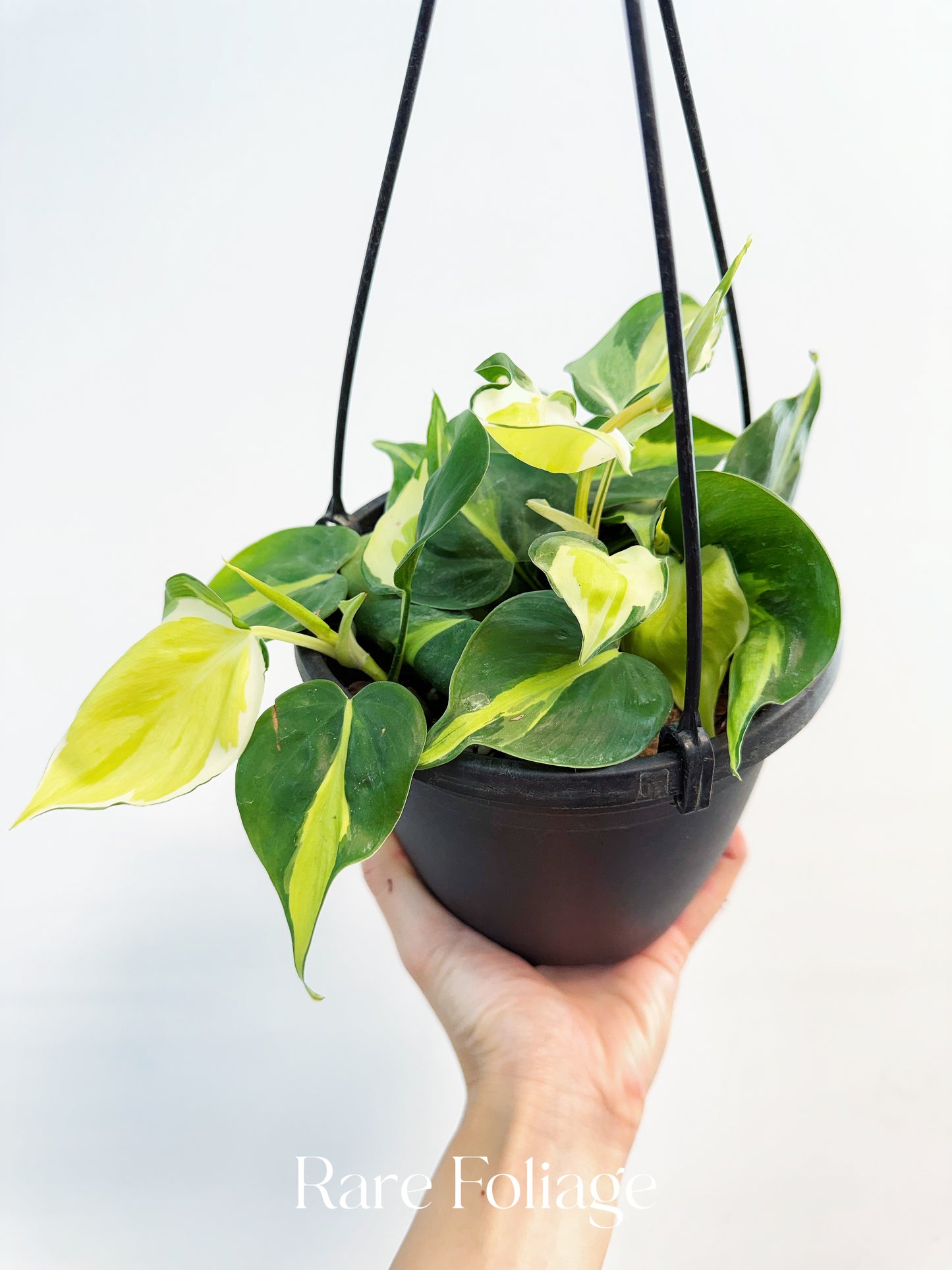 Philodendron Hederaceum ‘Cream Splash’ 6" Hanging Basket