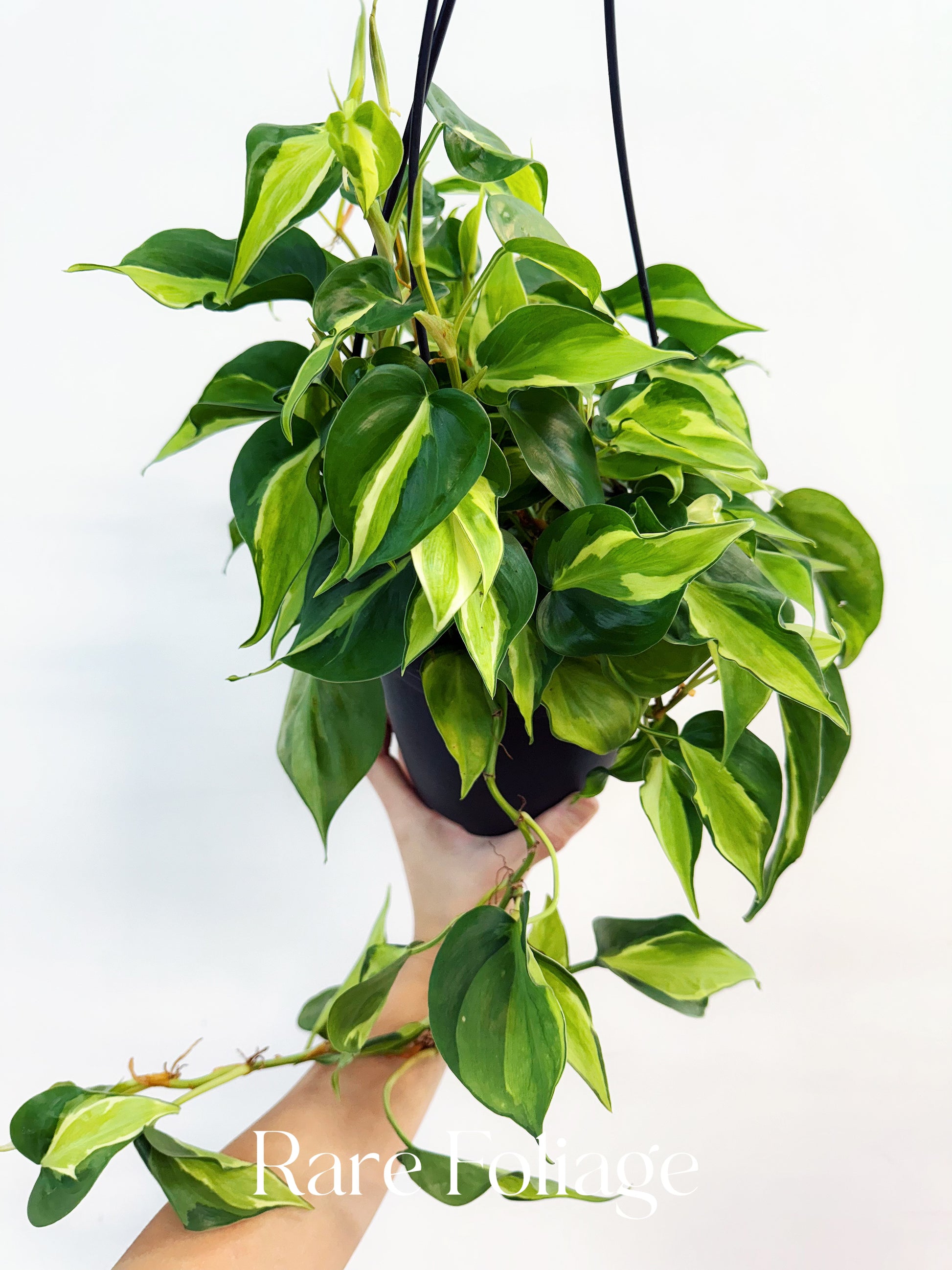 philodendron brasil hanging basket Philodendron Cream Splash 6" Hanging Basket – Rare Foliage Plant Co