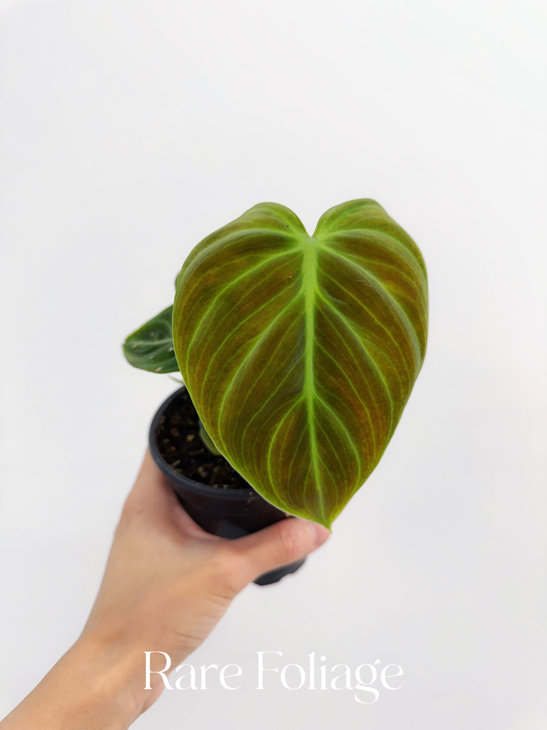 philodendron enigma Philodendron El Choco Red 4" – Rare Foliage Plant Co