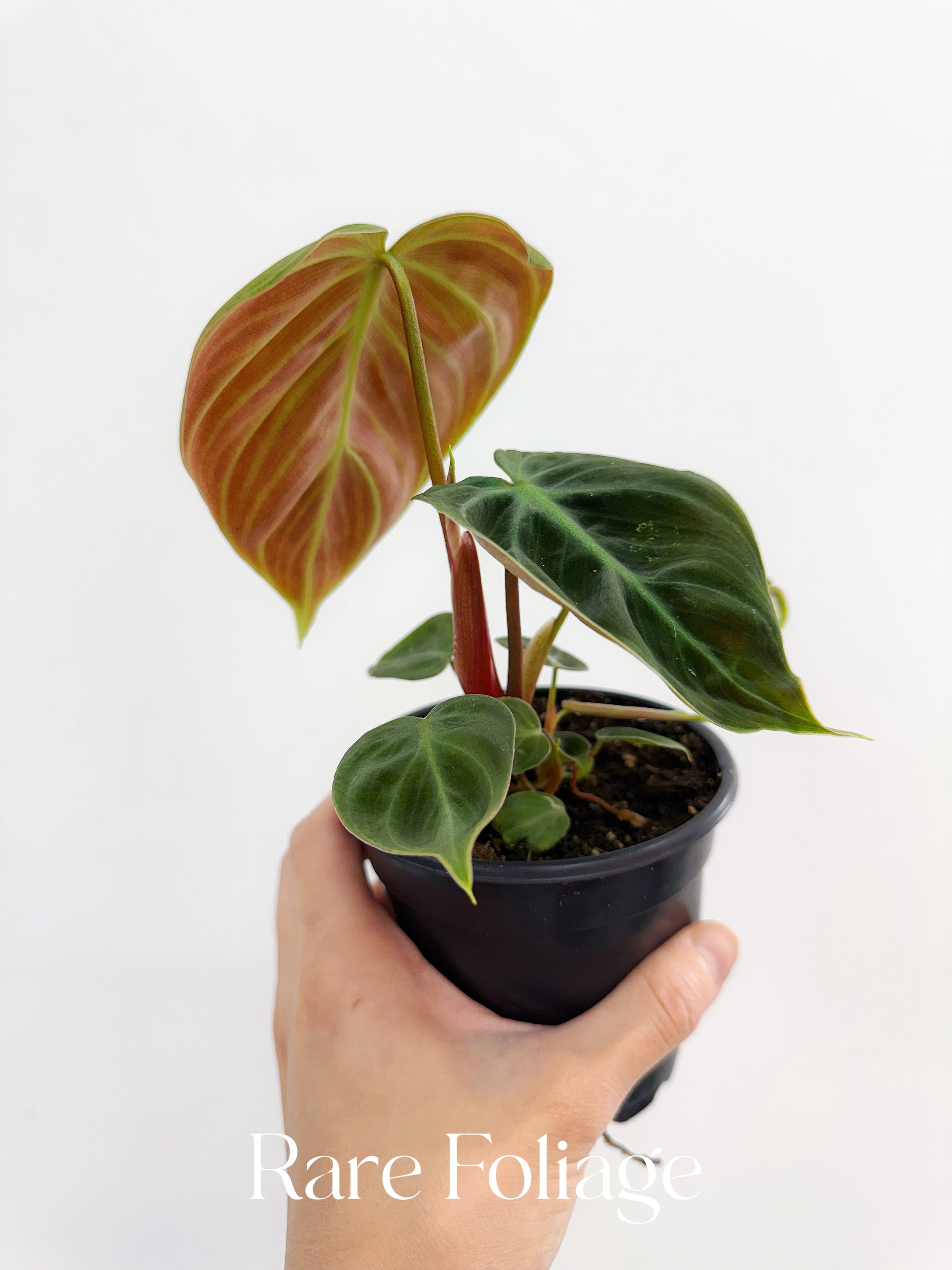 el choco red philodendron care Philodendron El Choco Red 4" – Rare Foliage Plant Co