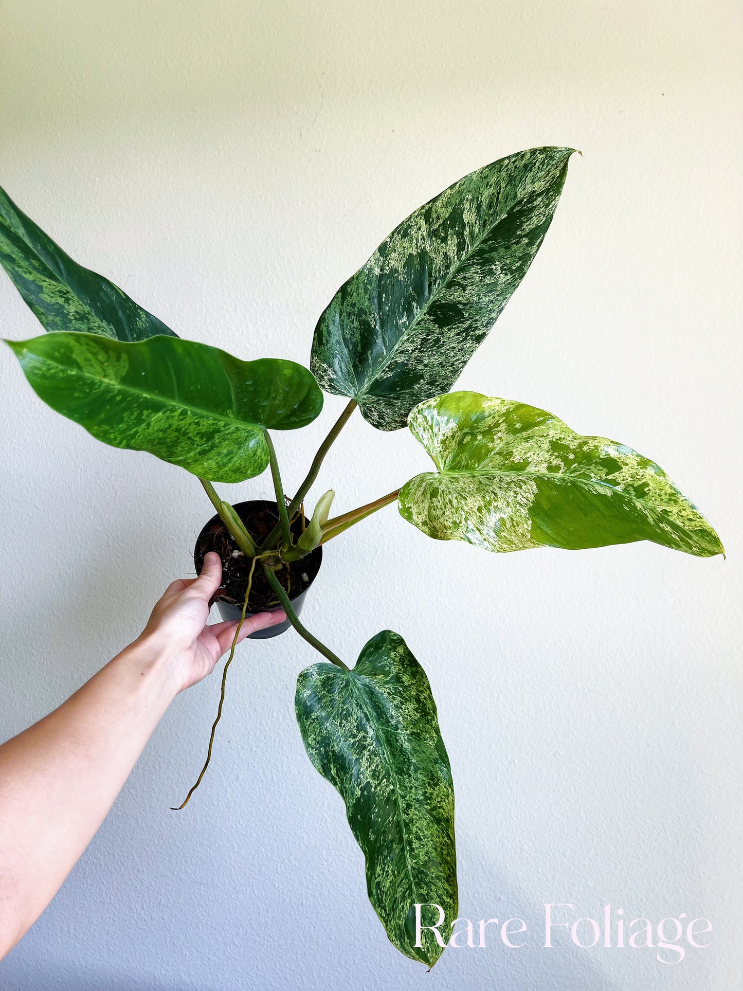 Philodendron Emerald Ice 4" Exact Plant