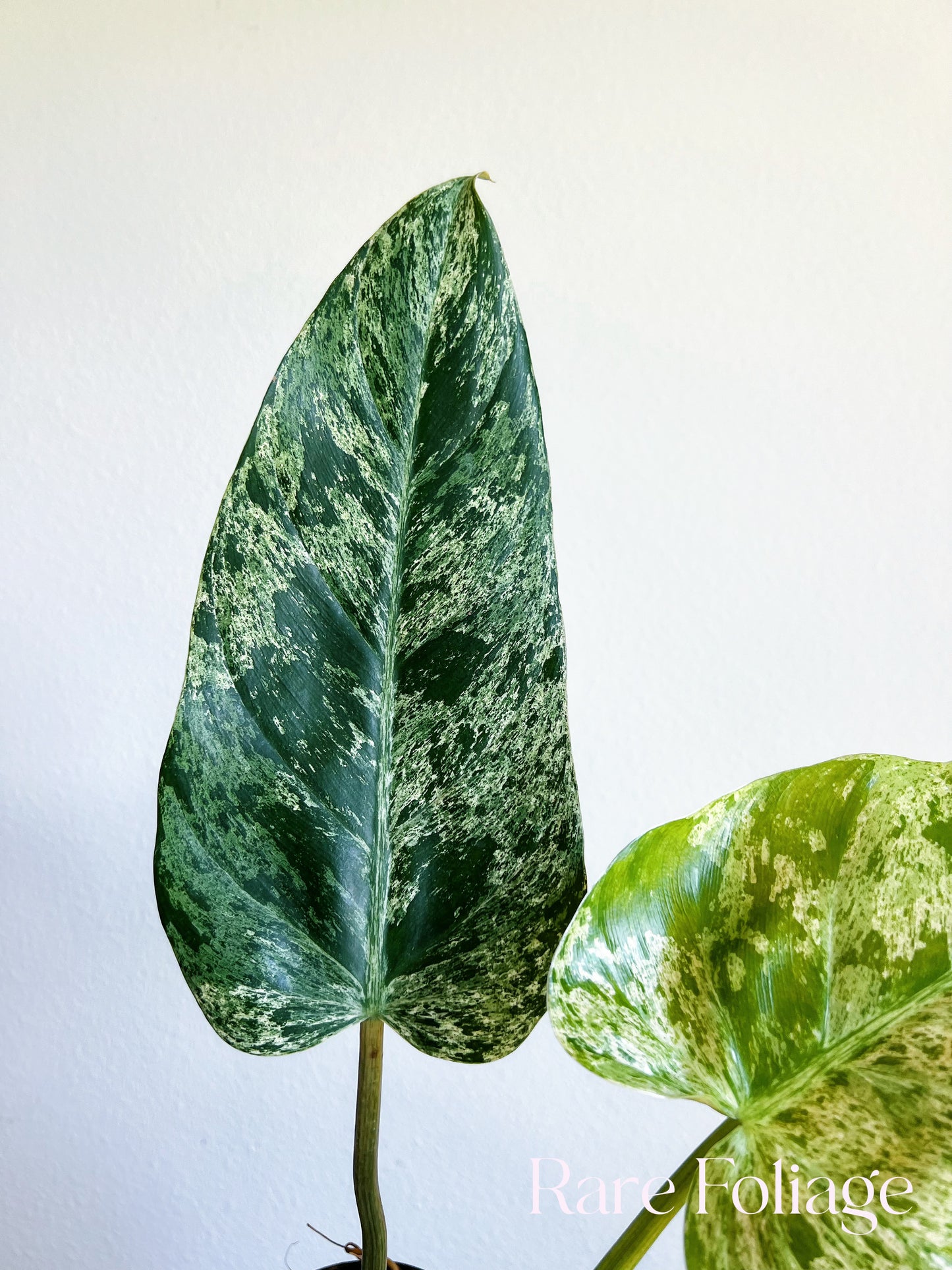 Philodendron Emerald Ice 4" Exact Plant