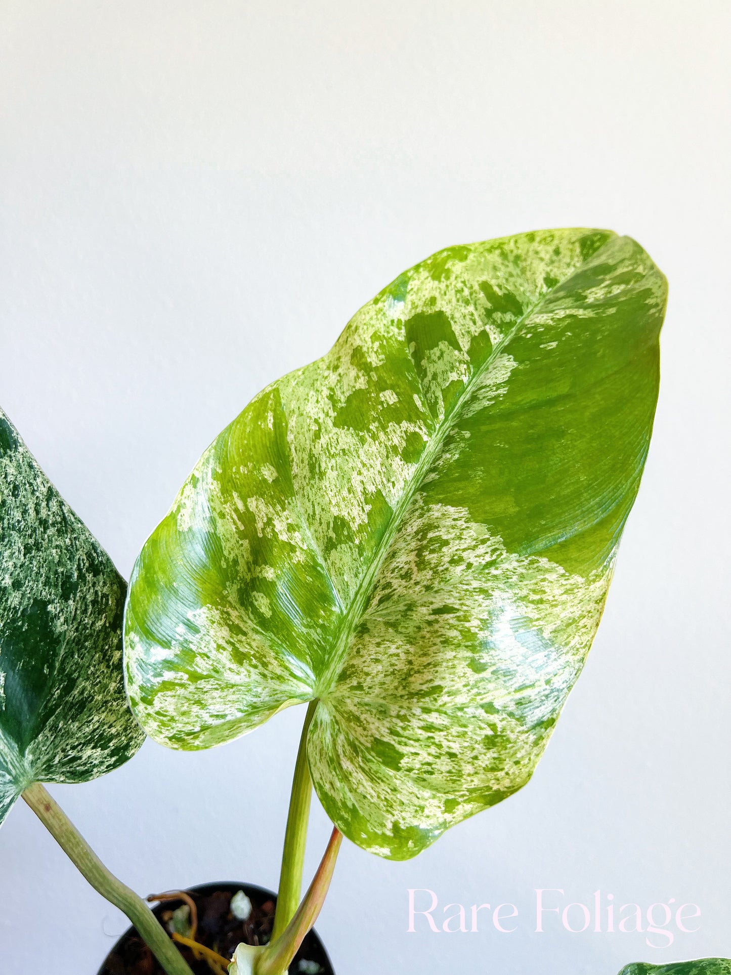 Philodendron Emerald Ice 4" Exact Plant