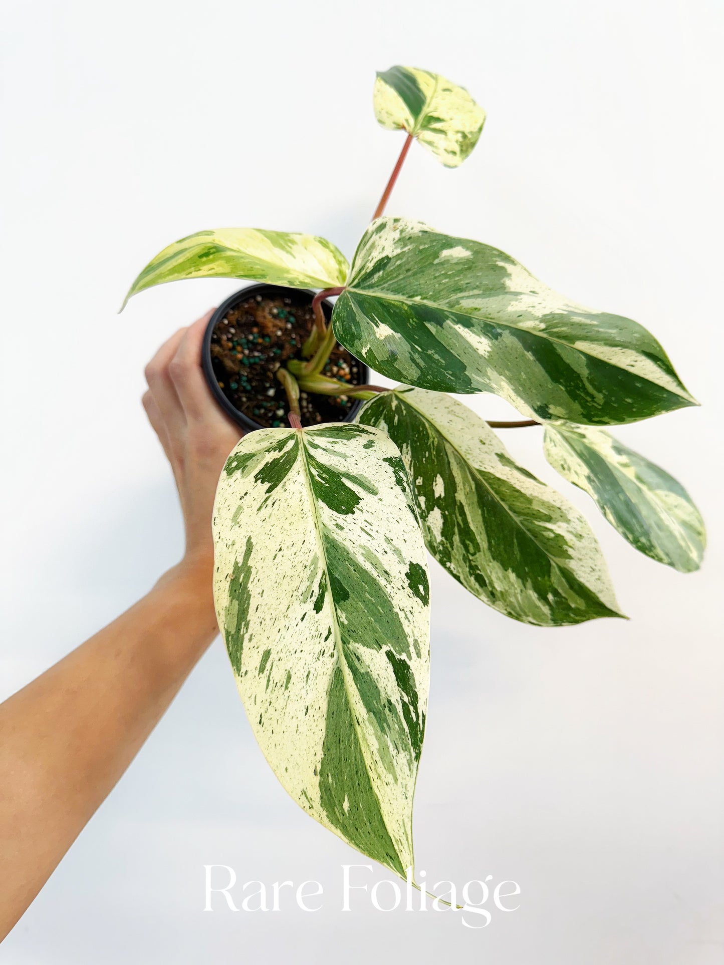 Philodendron Emerald King 4"