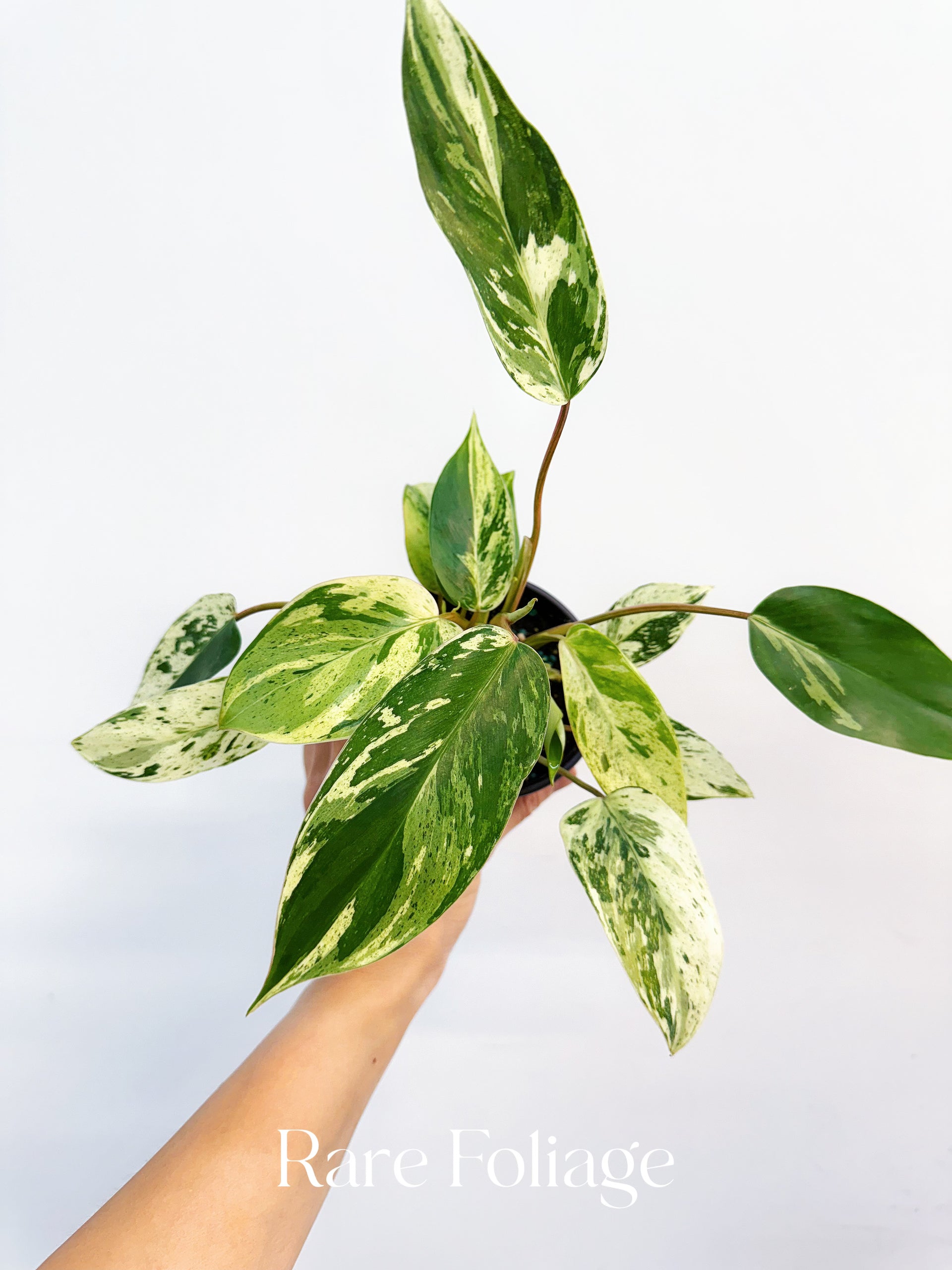 philodendron king of kings Philodendron Emerald King 4" – Rare Foliage Plant Co