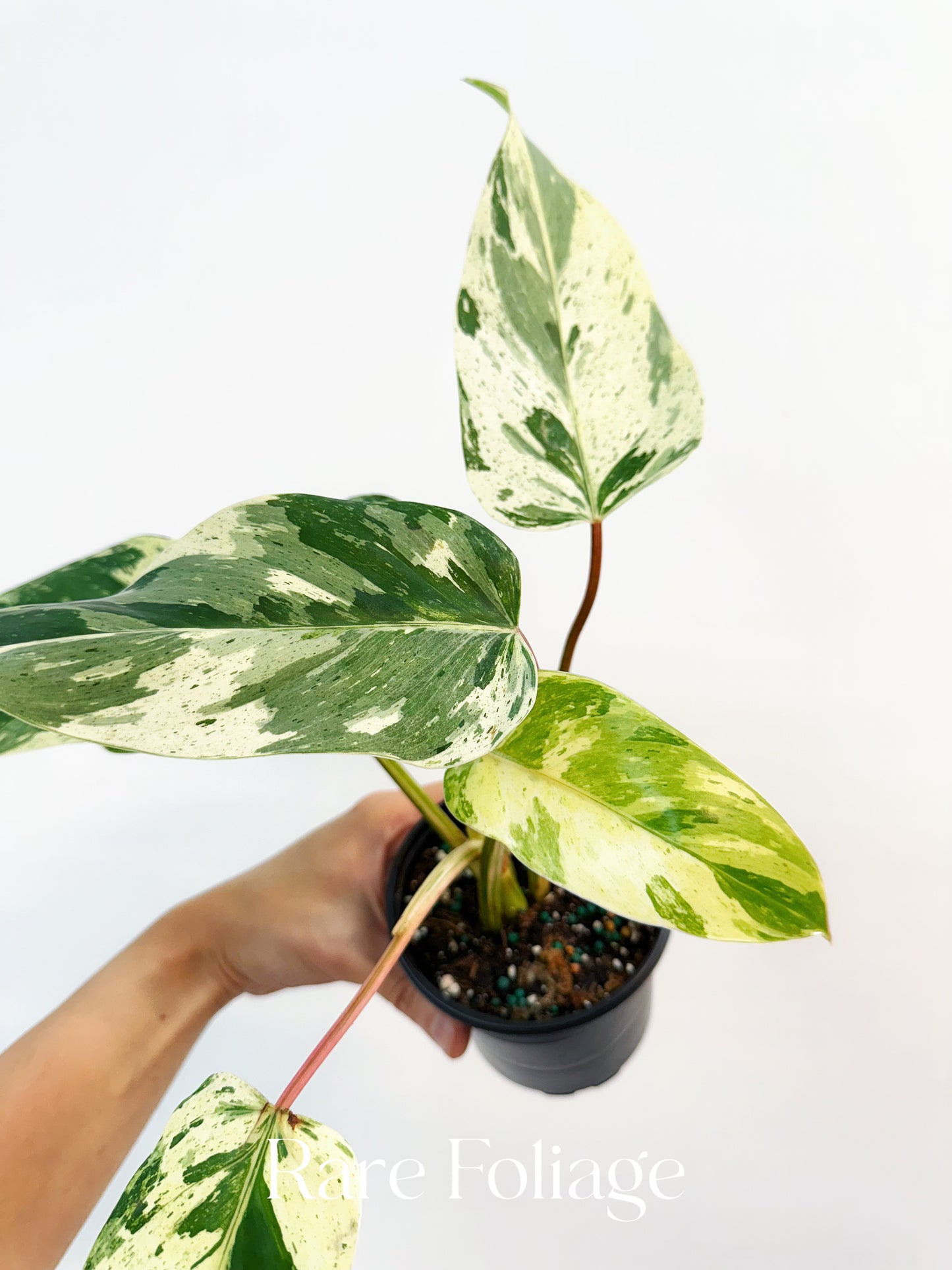 Philodendron Emerald King 4"