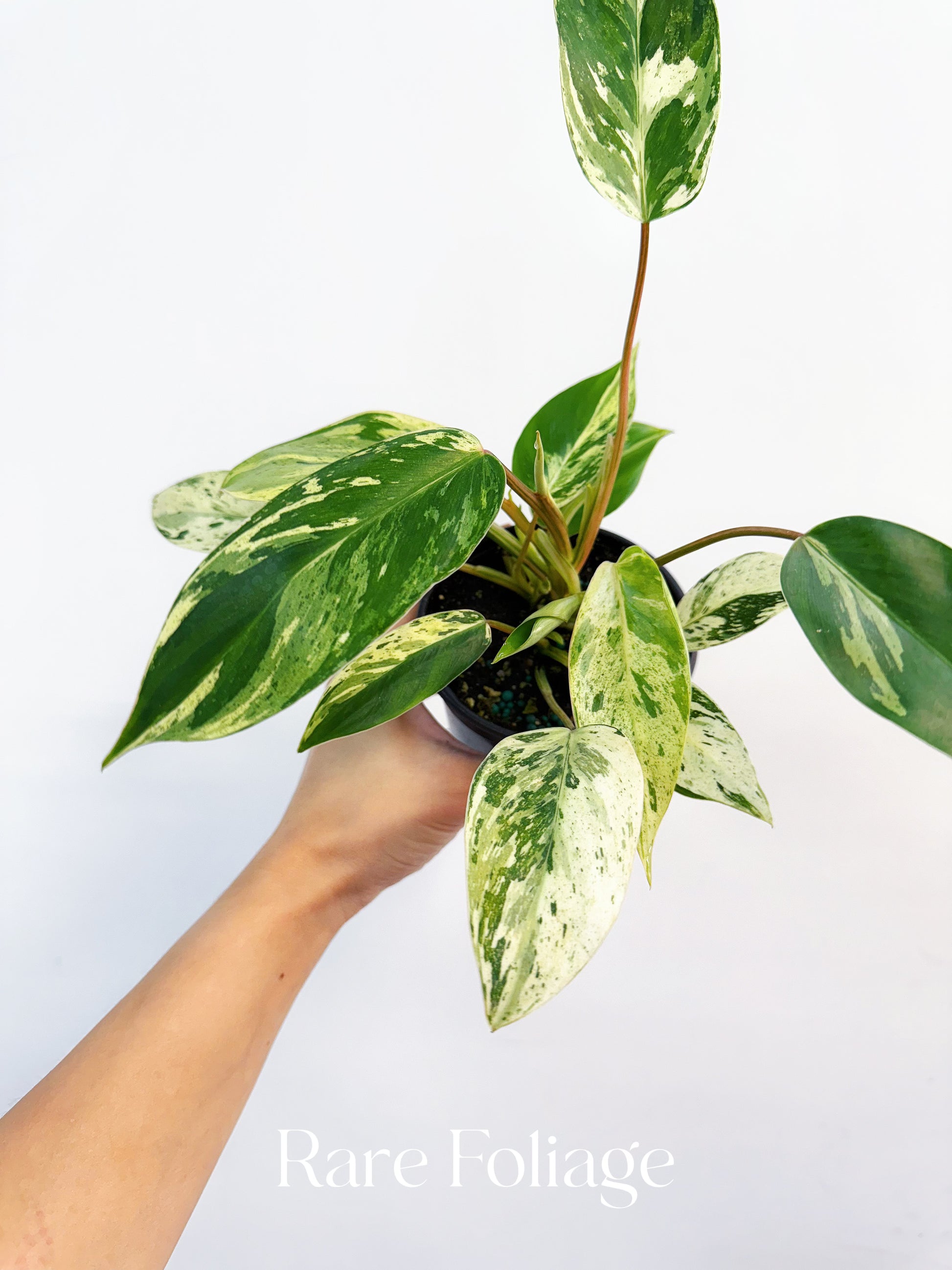 philodendron emerald gem Philodendron Emerald King 4" – Rare Foliage Plant Co